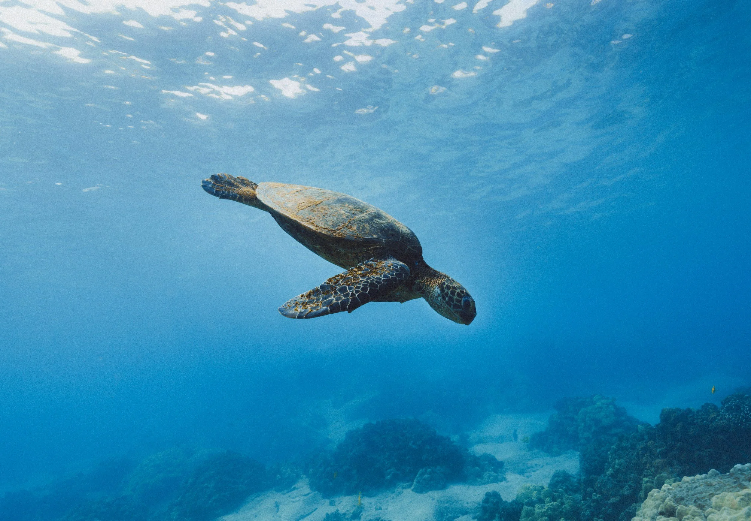 A sea turtle swimming underwater over a coral reef in clear blue ocean water in the Galapagos Islands.