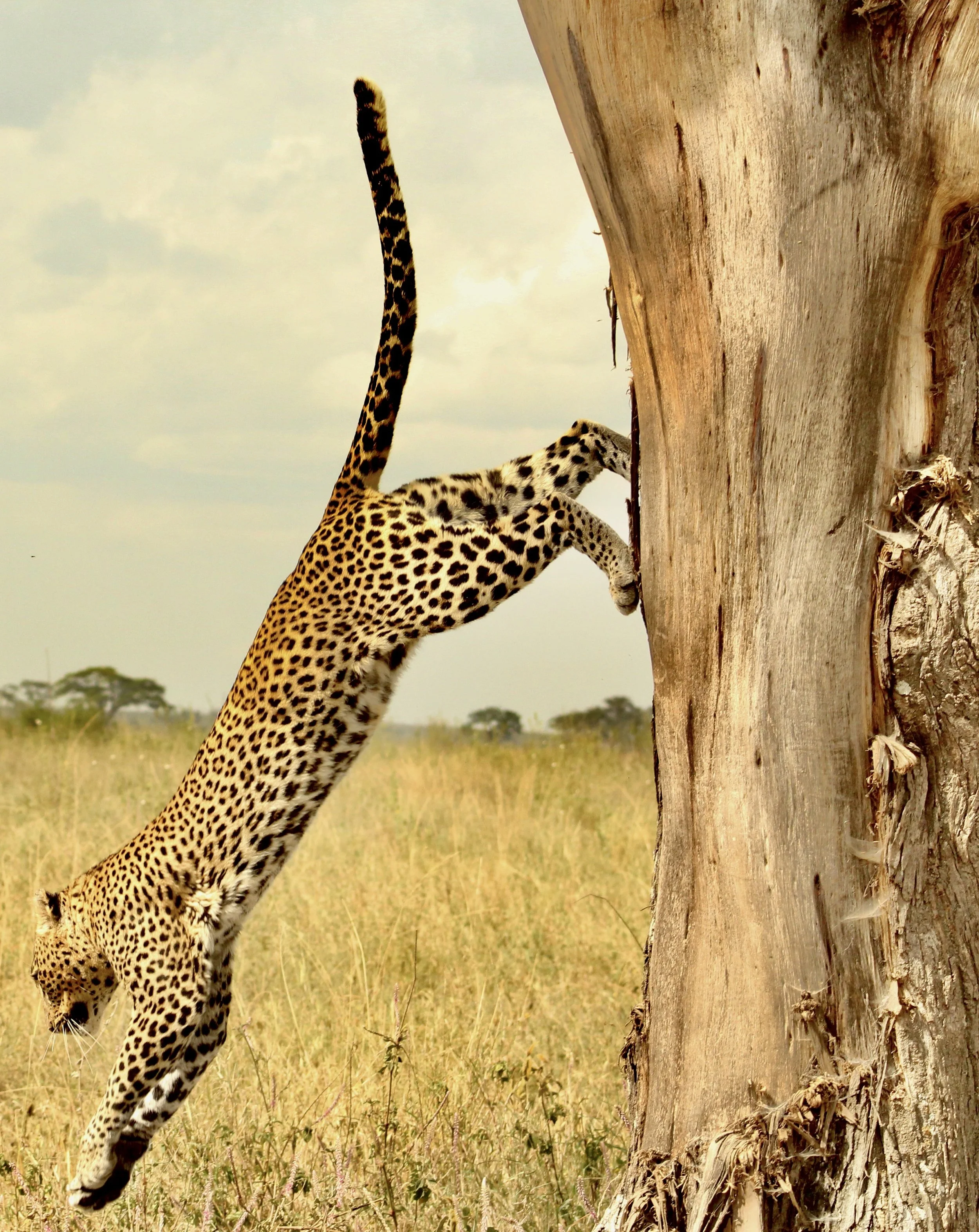 Jaguar, Tarangire National Park, Tanzania