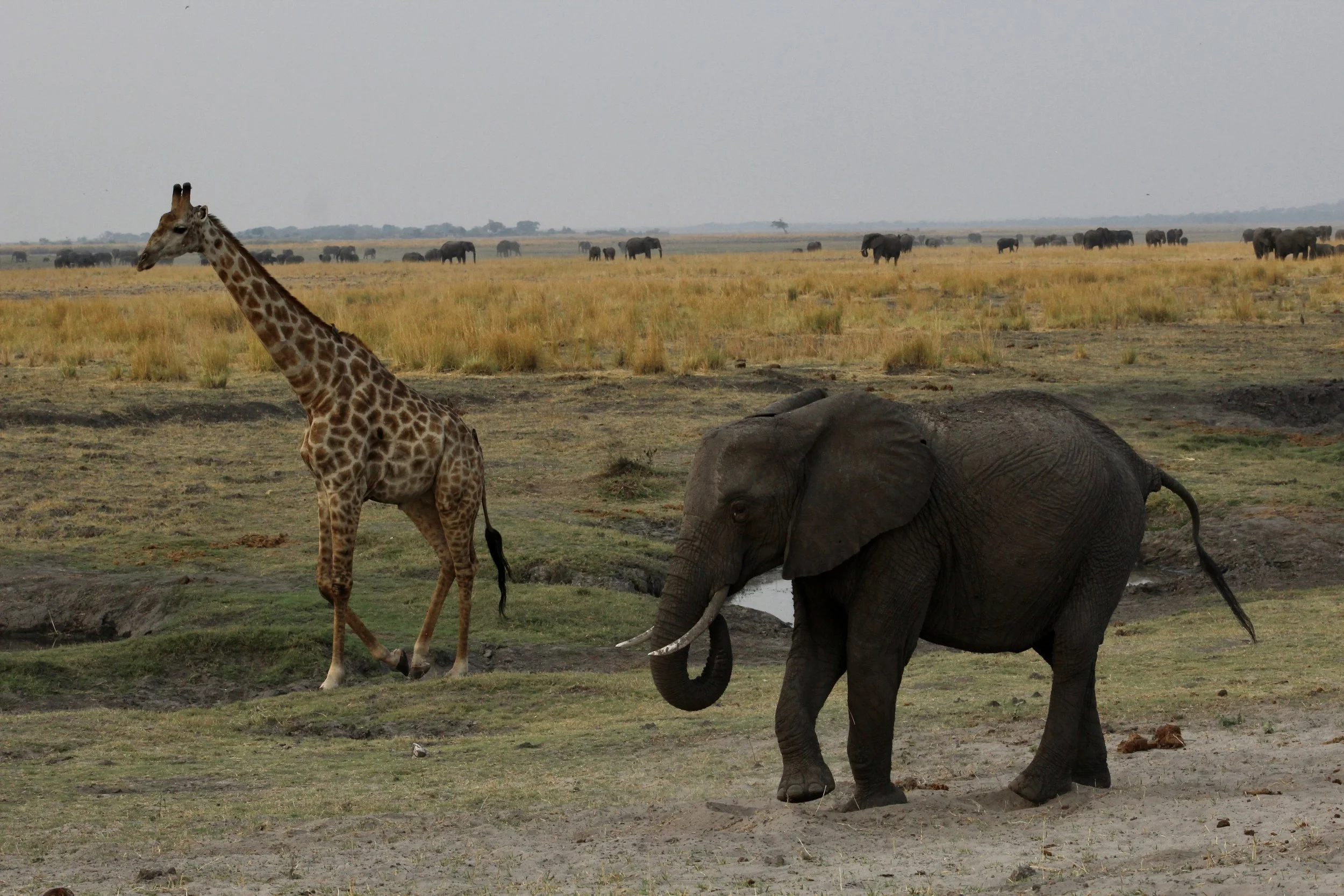 Chobe National Park, Botswana