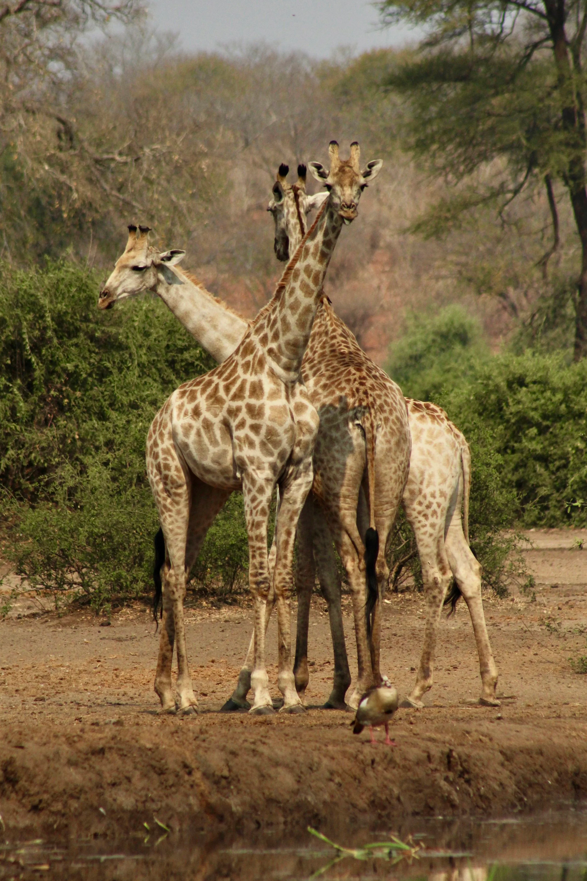A group of giraffes standing and walking near a waterhole in a savannah landscape, with trees and bushes in the background. Chobe National Park.