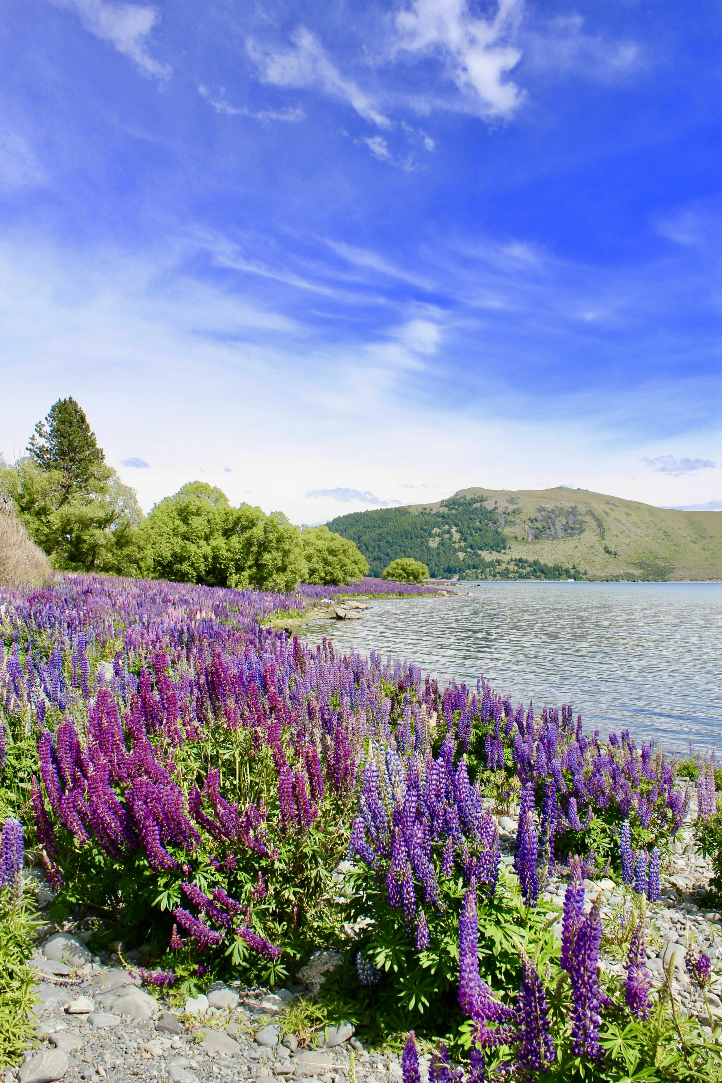 Lake Tekapo, New Zealand