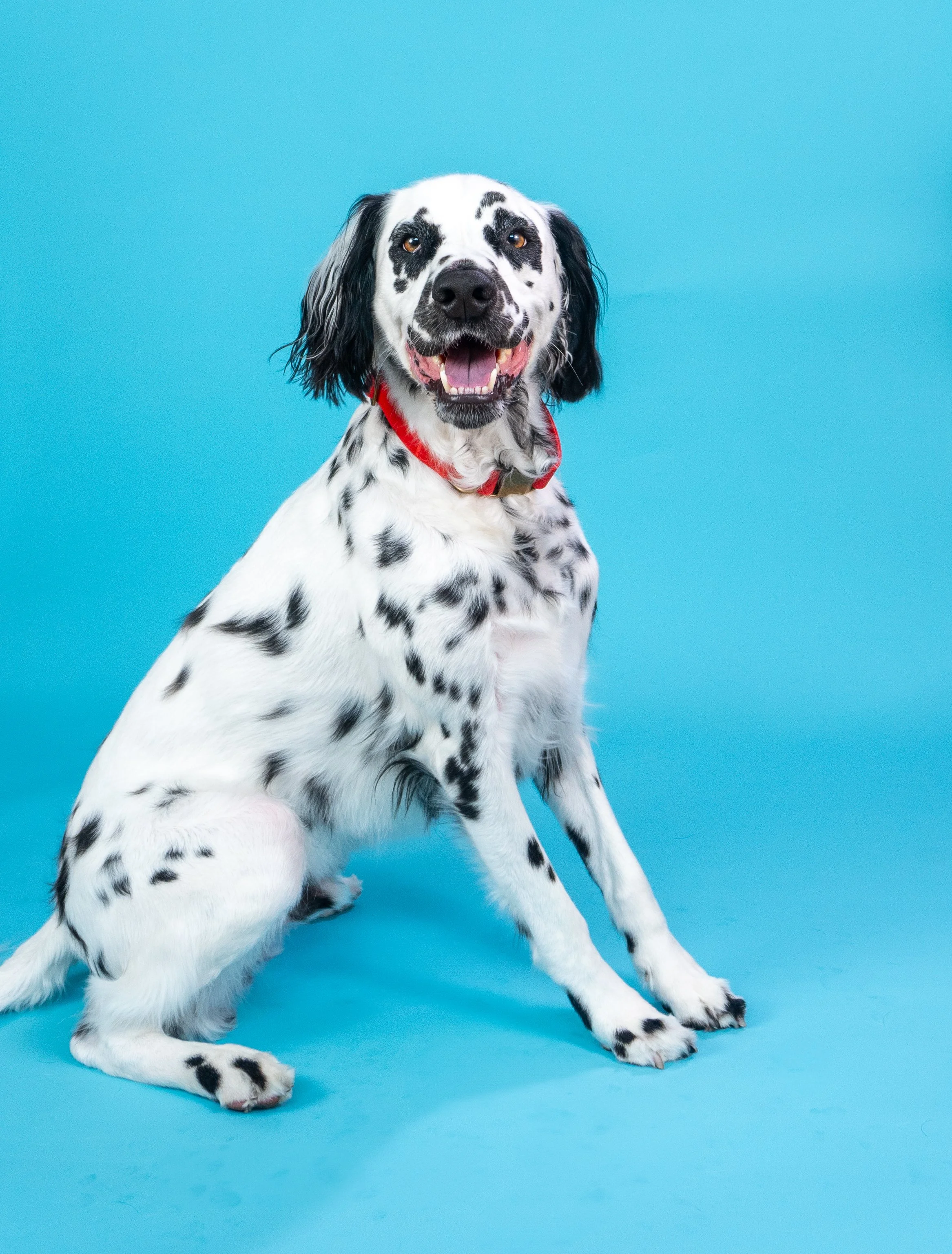 A happy Dalmatian dog with black spots on white fur, sitting against a bright blue background.