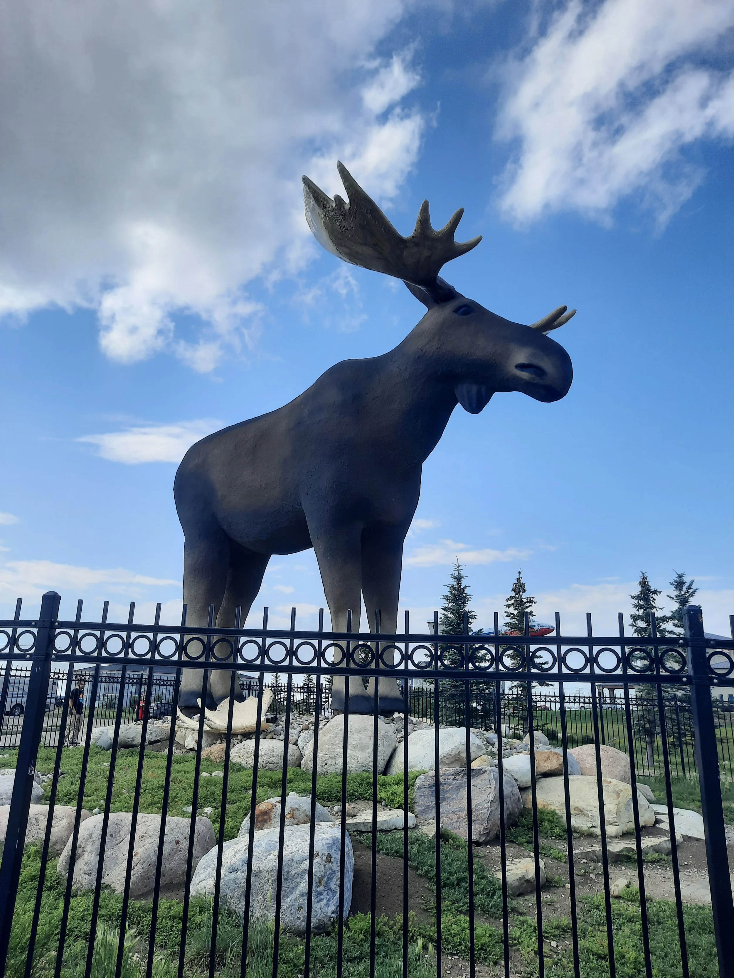 A large moose sculpture with prominent antlers stands outdoors behind a black metal fence, surrounded by rocks and green grass, with a blue sky and clouds in the background in Moose Jaw Saskatchewan.