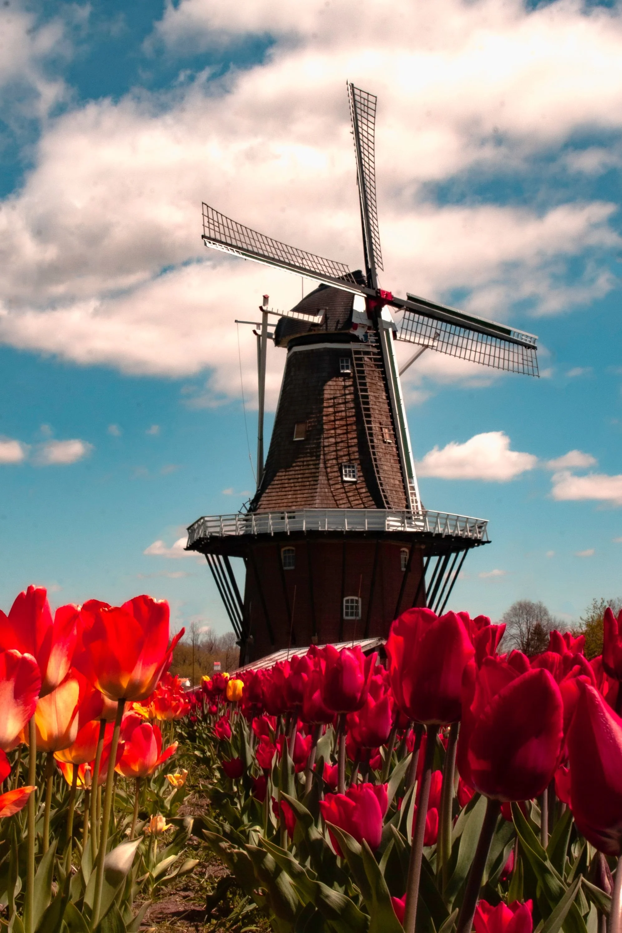A traditional Dutch windmill with sails, surrounded by a vibrant red tulip field, under a partly cloudy sky.