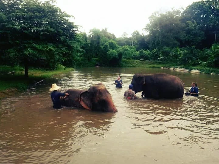 People bathing elephants in a river surrounded by trees in Chiang Mai Thailand