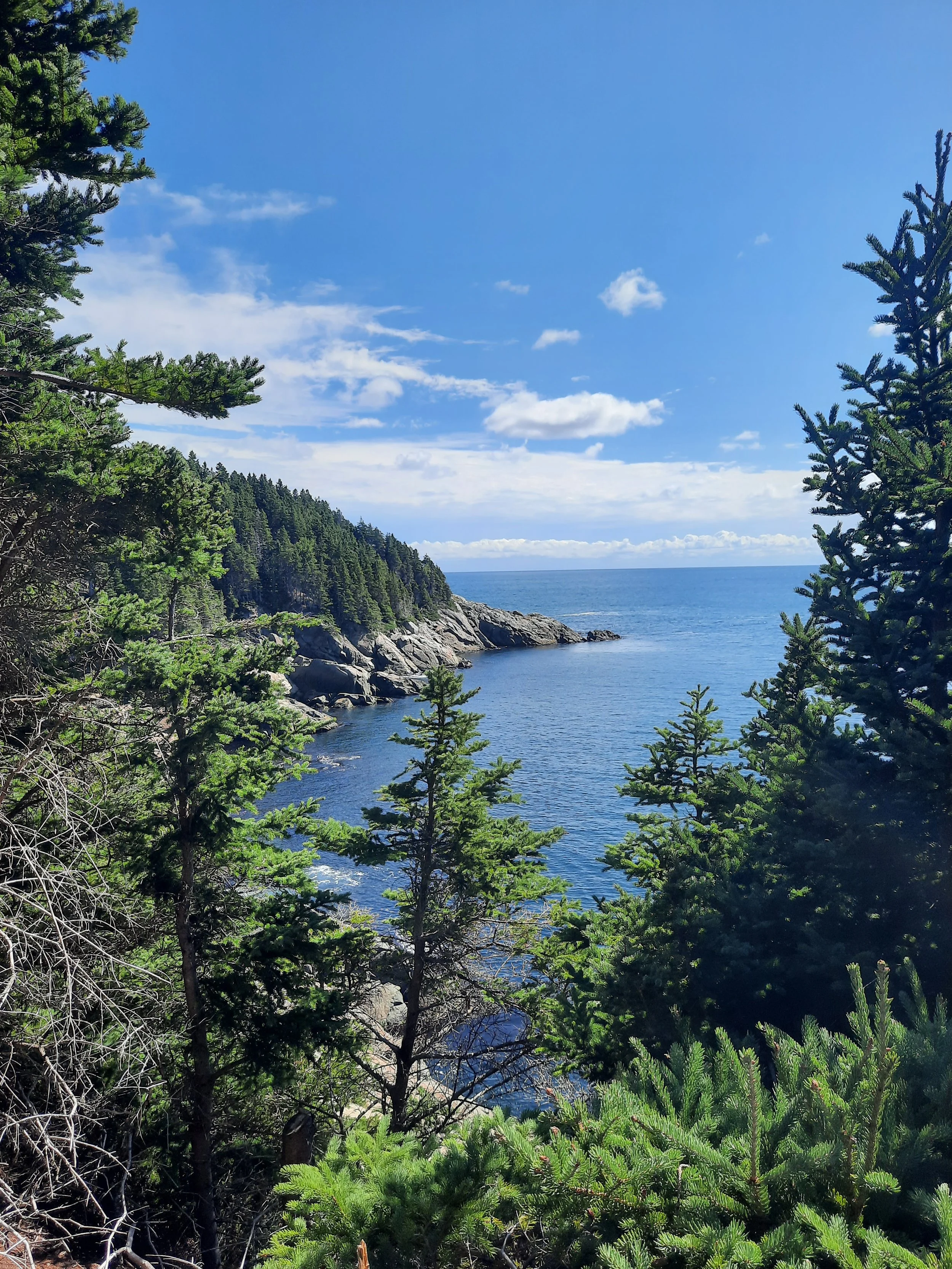 Coastal scene viewed through green pine trees with rocky shoreline, ocean, and partly cloudy sky,