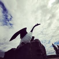 Large sculpture of a Canadian Goose in Wawa Ontario, with wings spread, perched on a rock against a cloudy sky