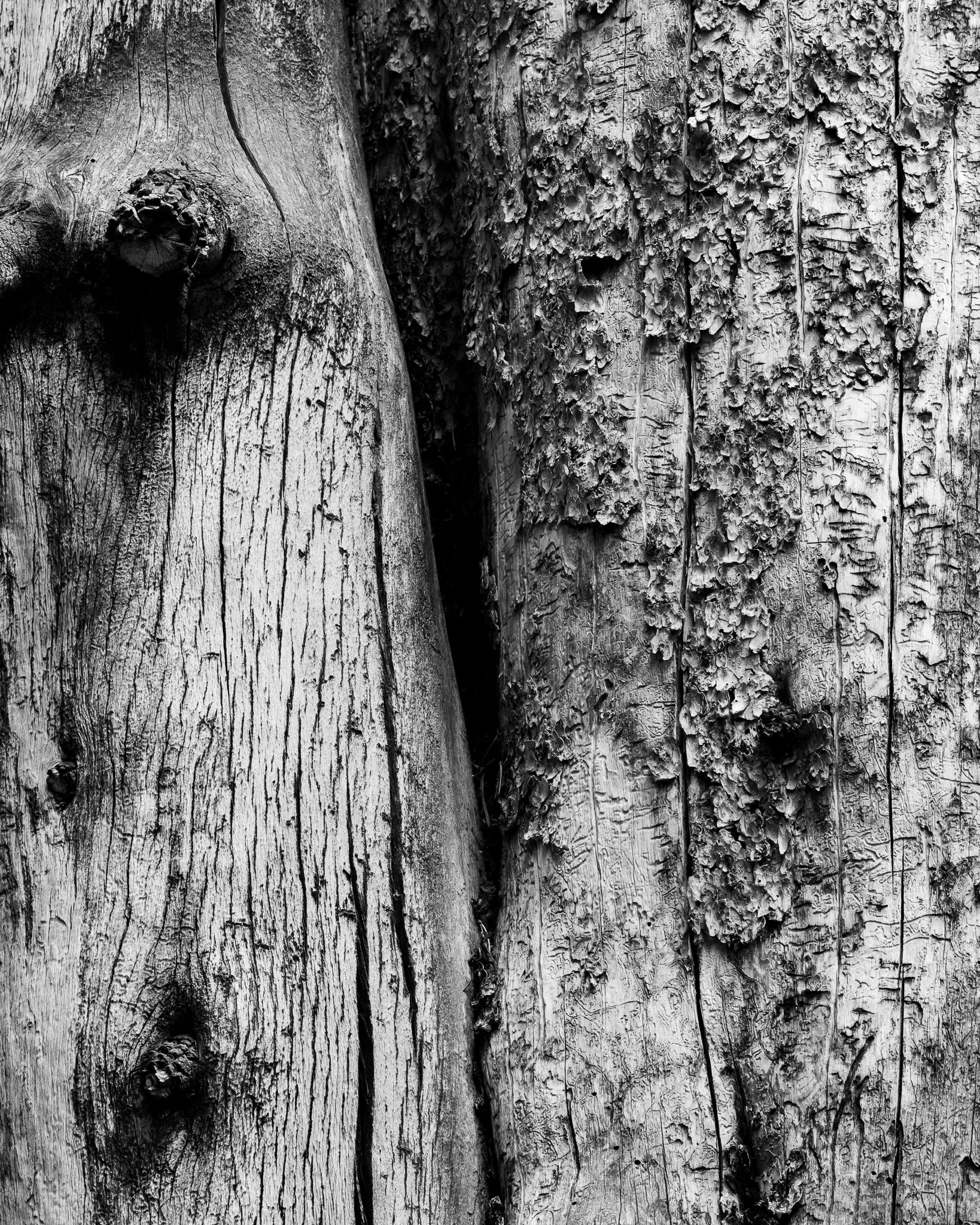 Friendly trees - Yosemite