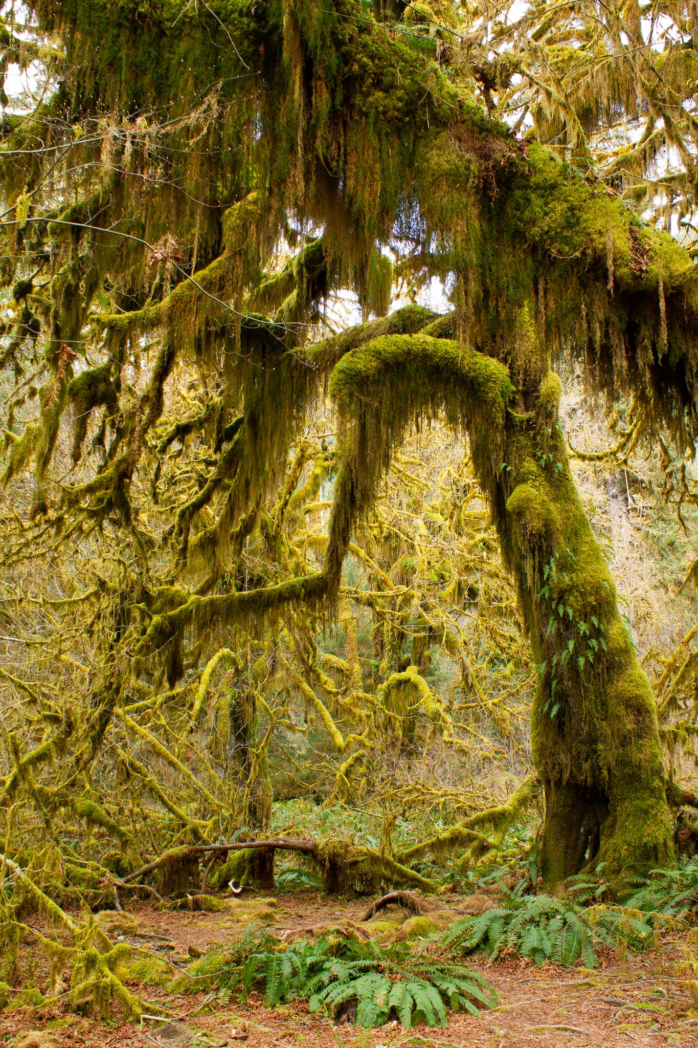Olympic NP Tree