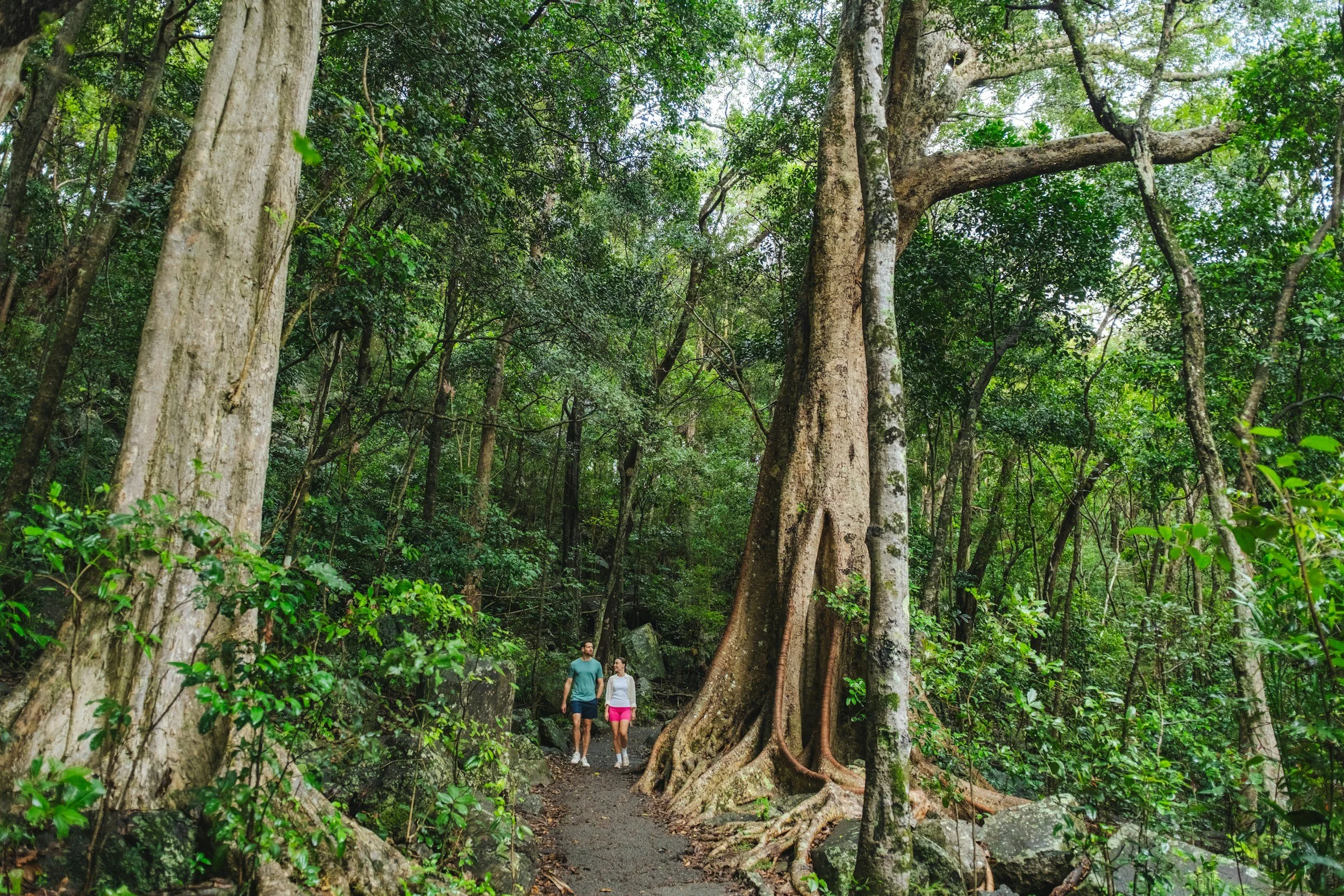 Deux personnes marchent dans une forêt dense avec de grands arbres couverts de lianes, sous un feuillage vert luxuriant.