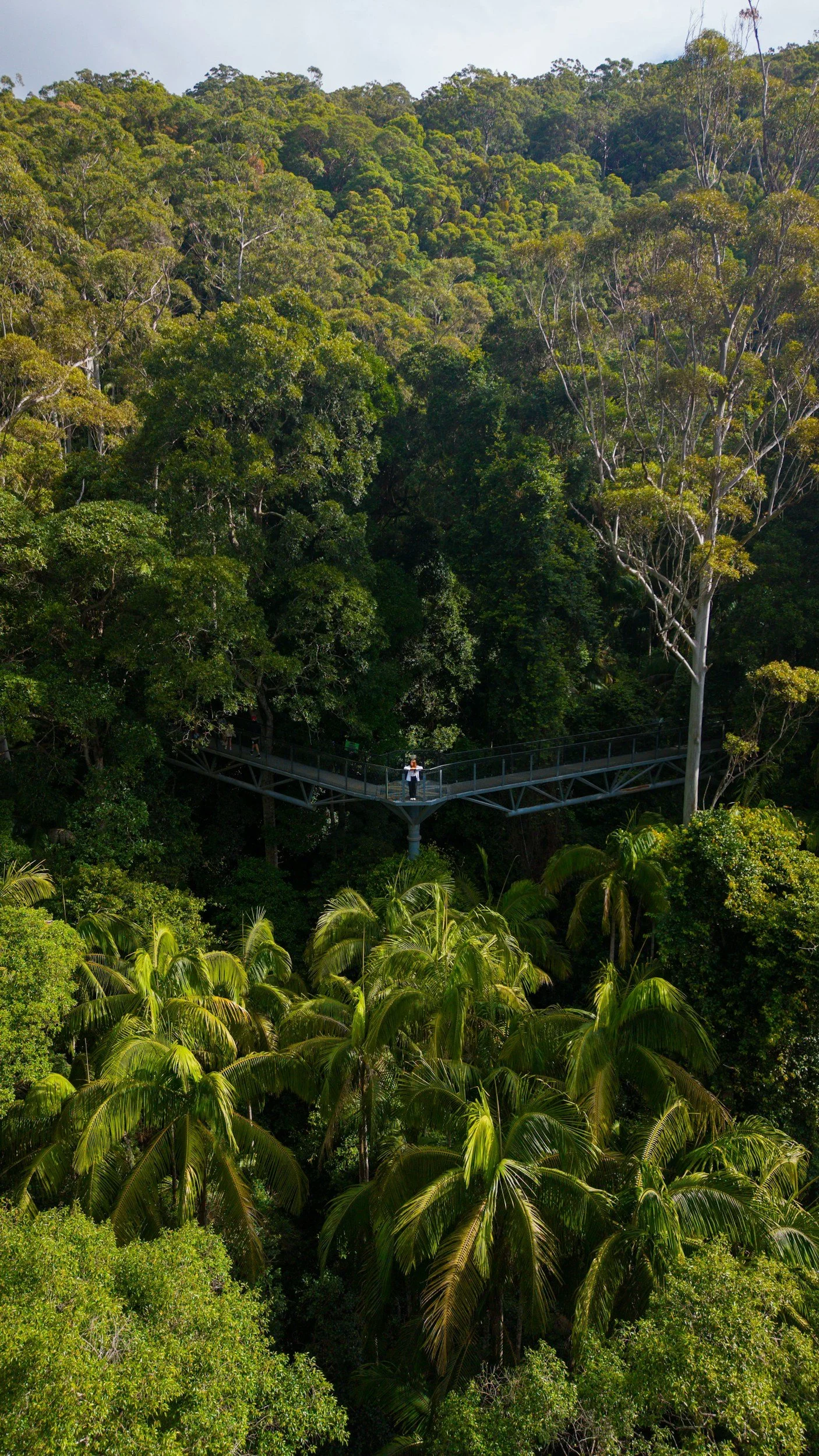 Une forêt tropicale dense avec une passerelle suspendue en acier et une personne qui la traverse, entourée de grands arbres et de feuillages luxuriants.