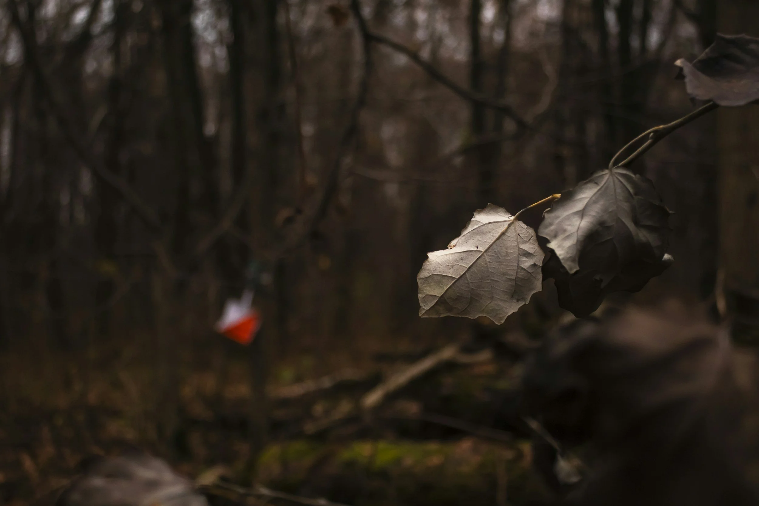 Feuilles mortes suspendues dans une forêt sombre, ambiance automnale et mystérieuse.
