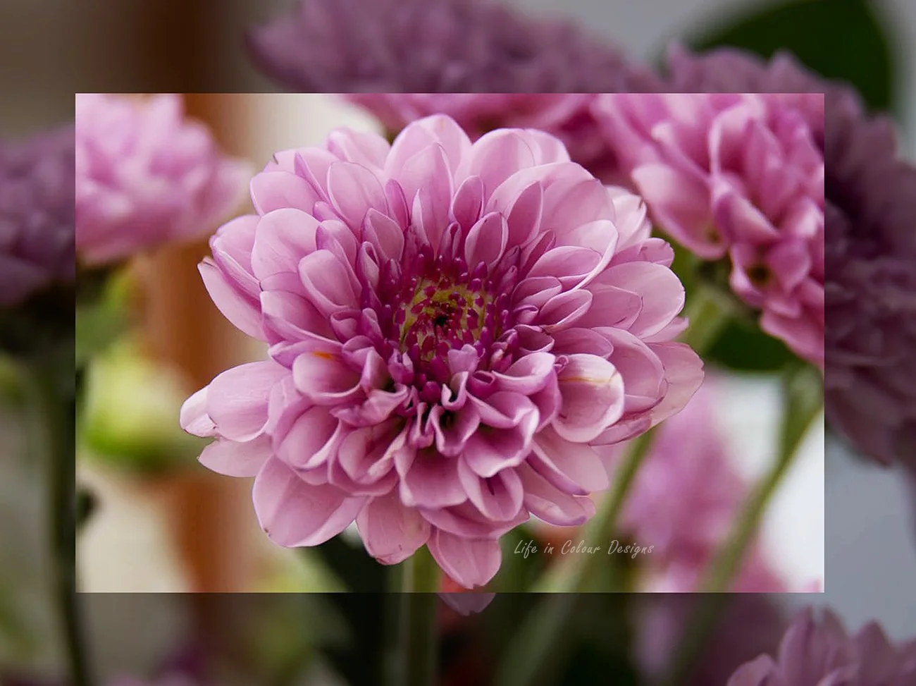 Close-up of a pink dahlia flower with multiple layers of petals, blurred pink flowers in the background.