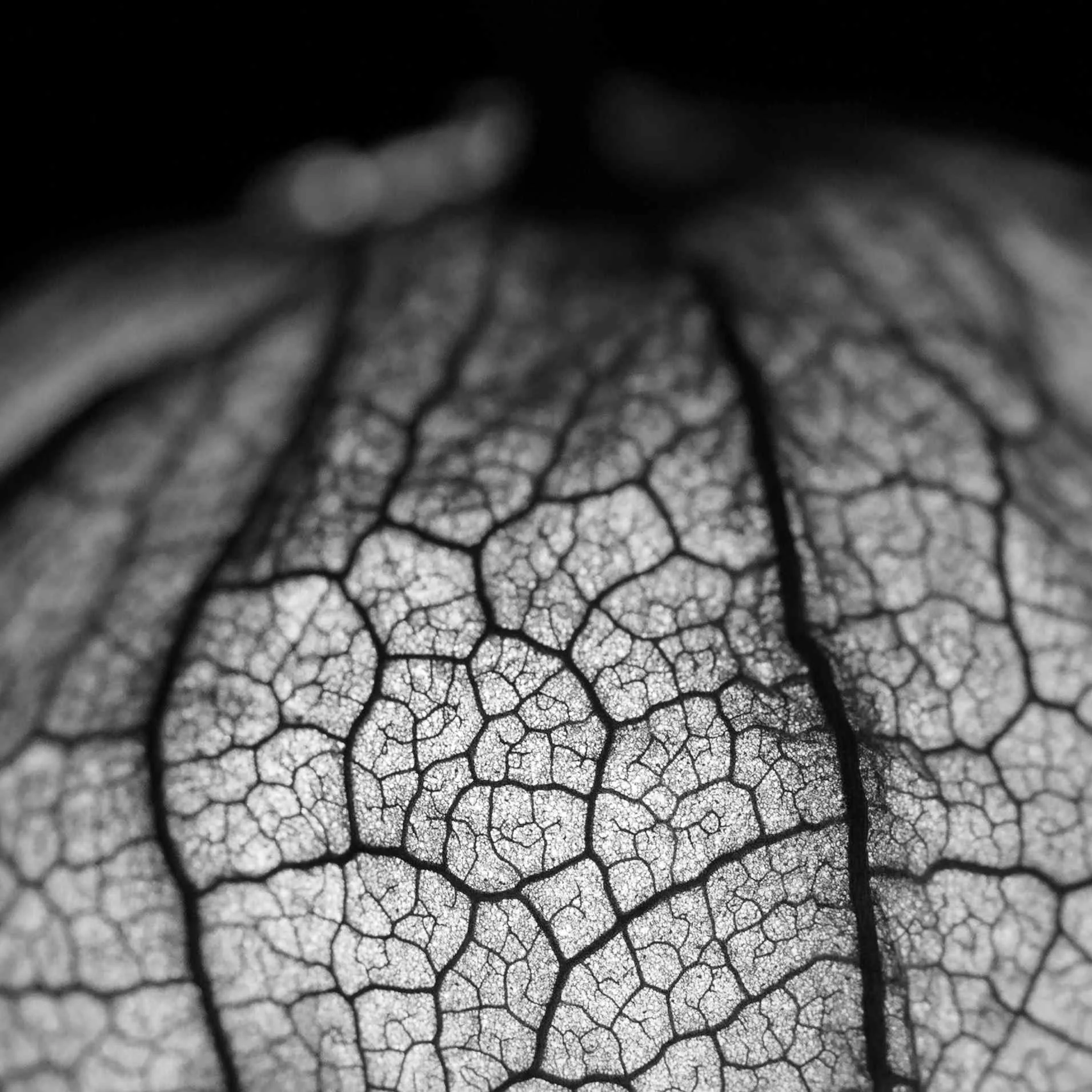 Close-up of a leaf's intricate network of veins in black-and-white.