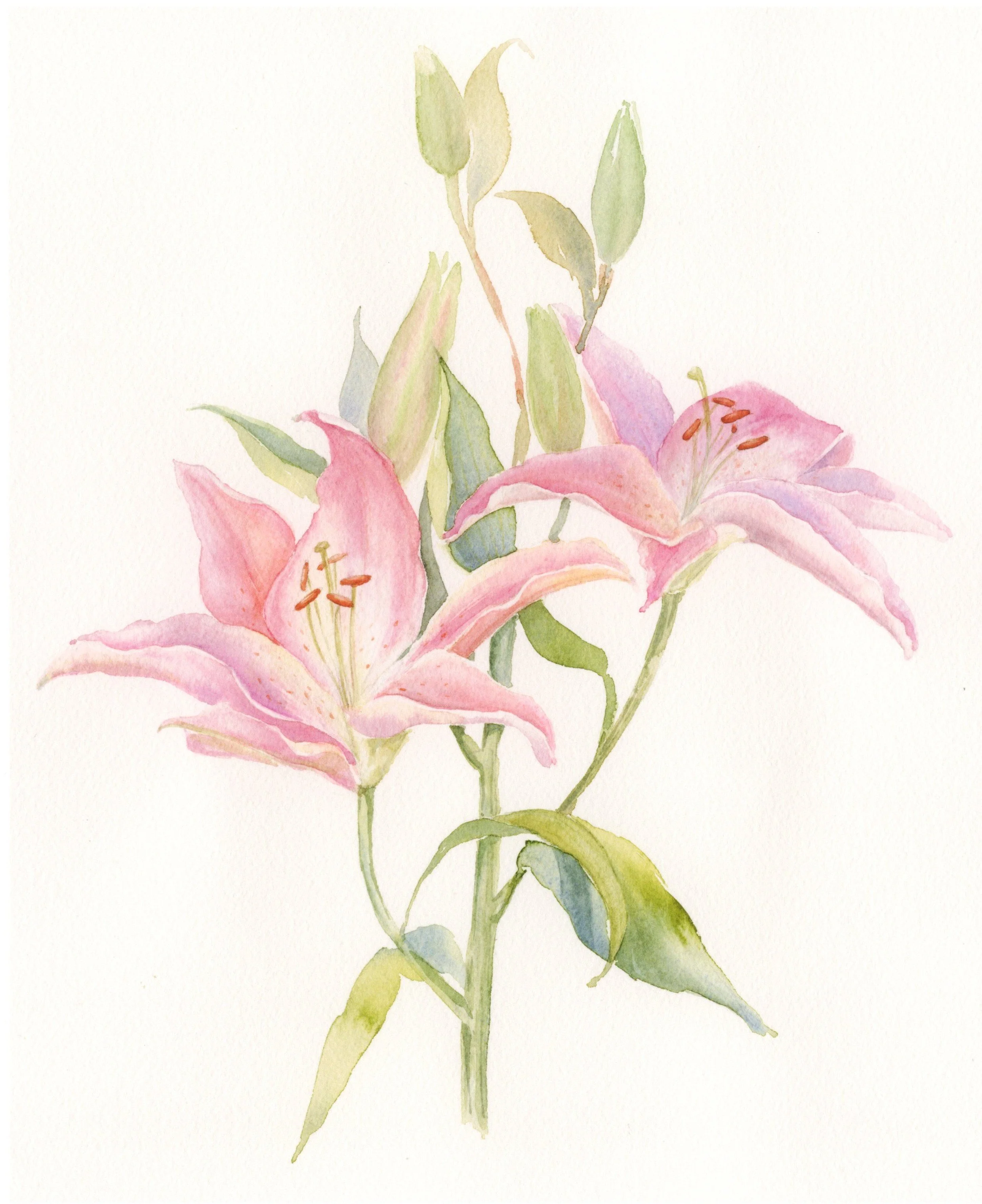 Pink lilies