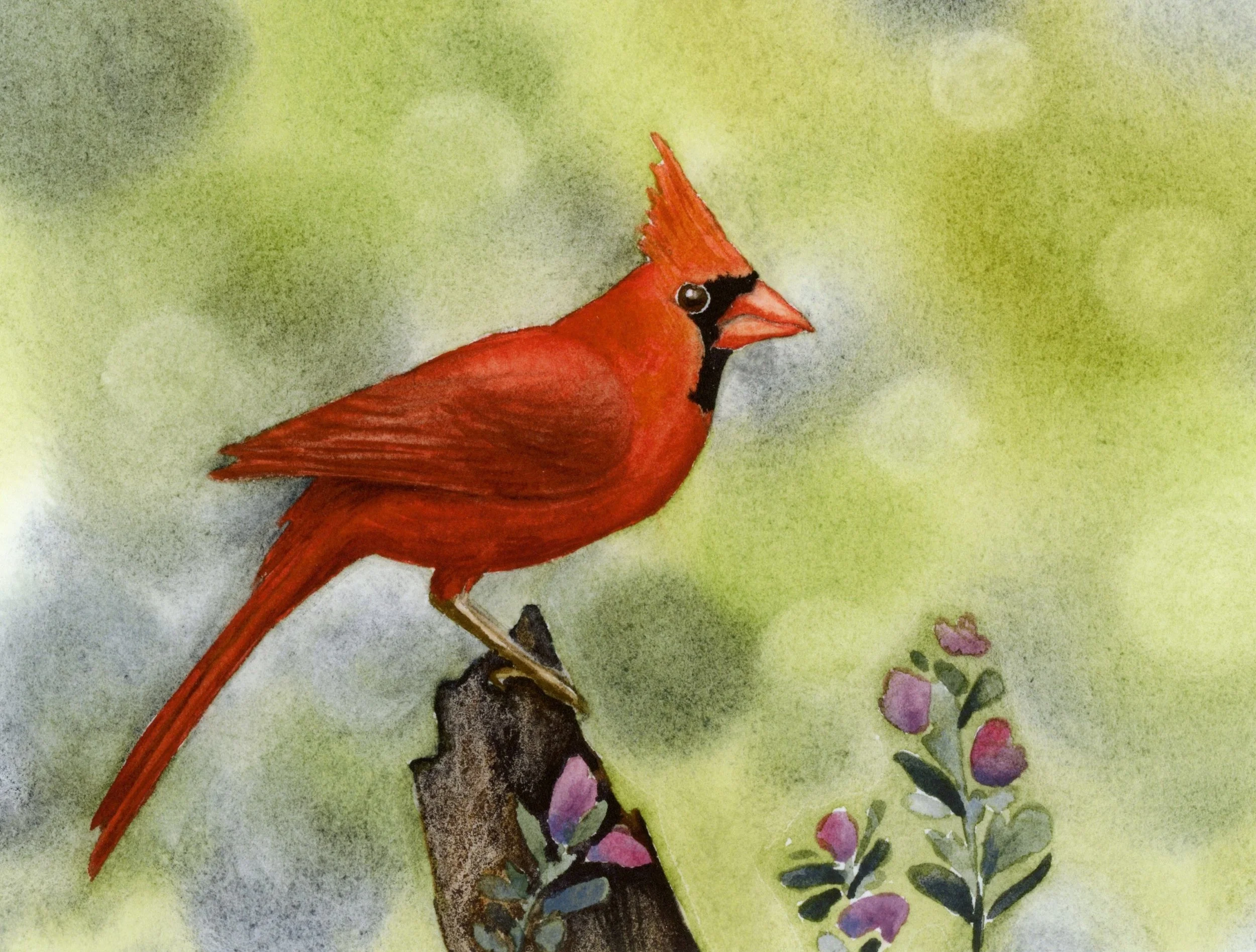 Red cardinal