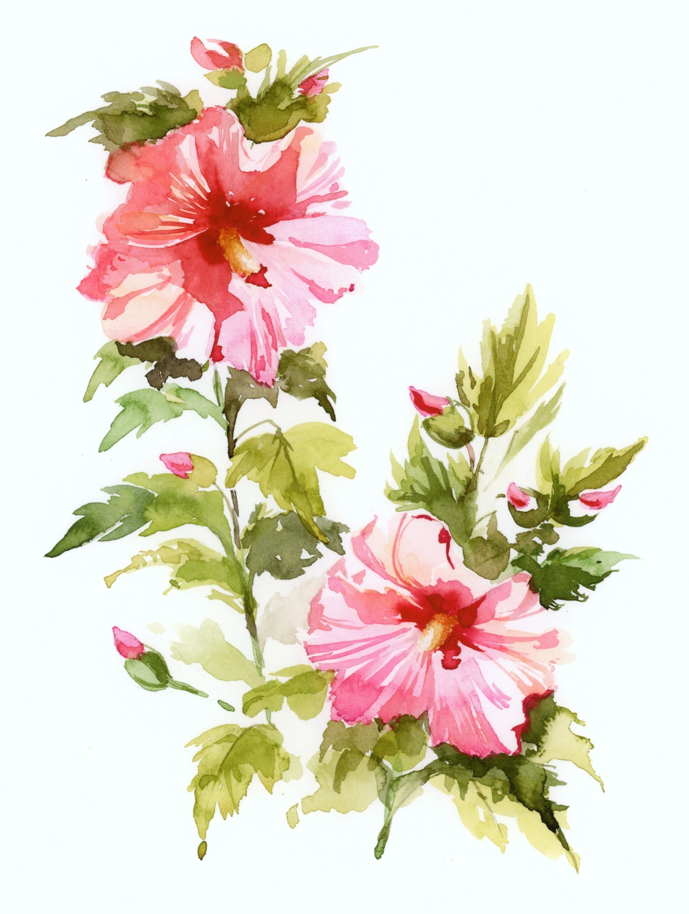 Pink hibiscus