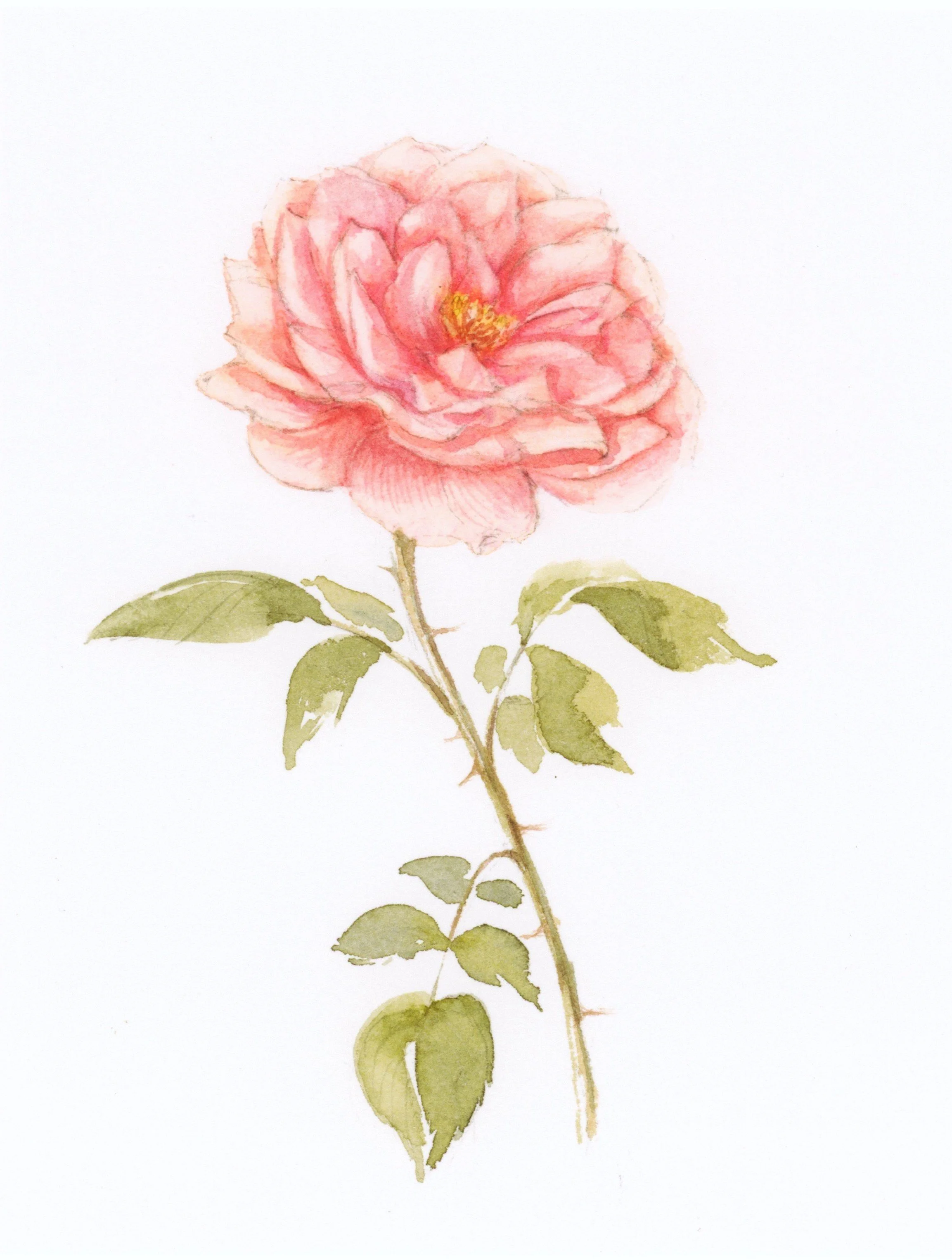 Garden rose