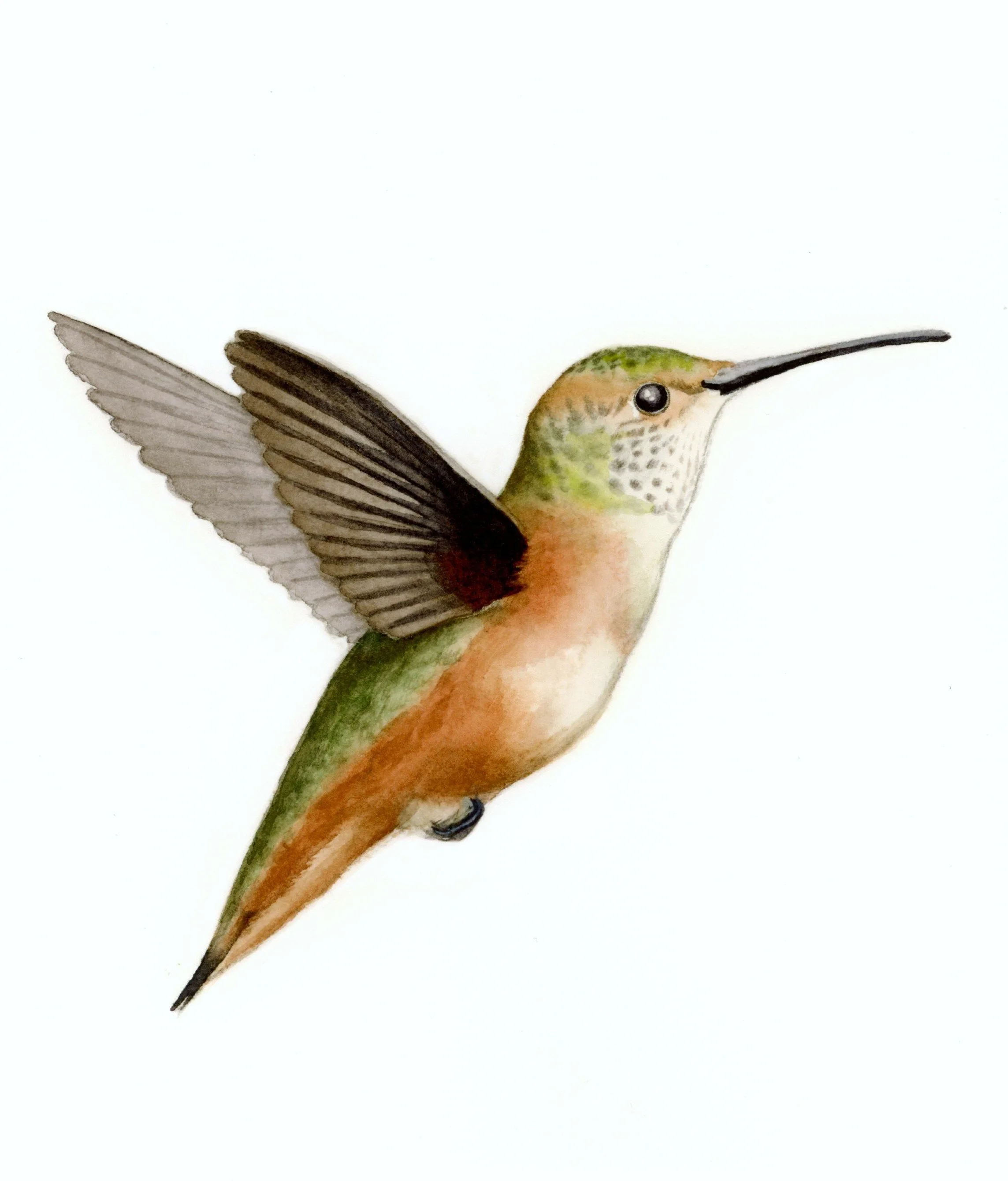Hummingbird