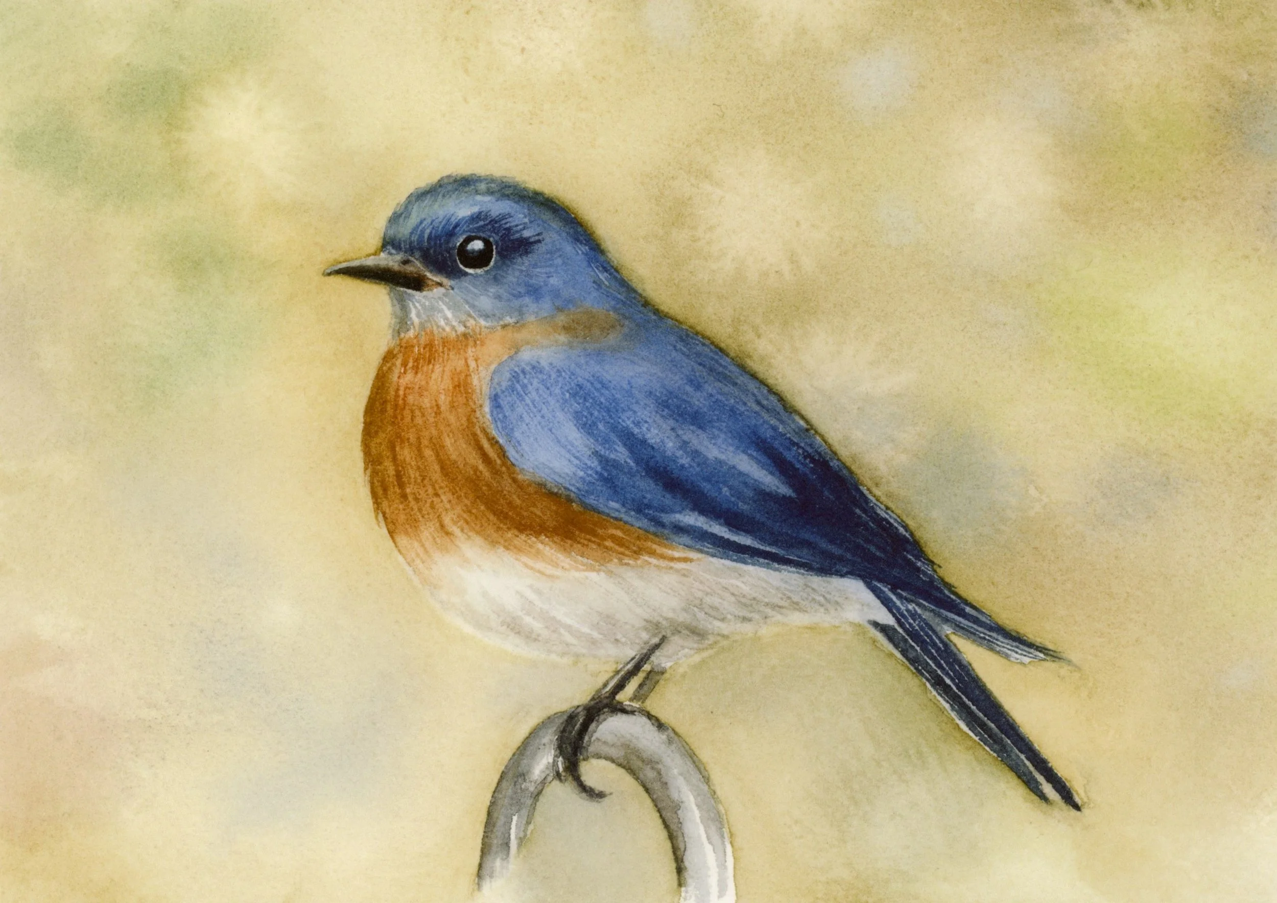 Bluebird