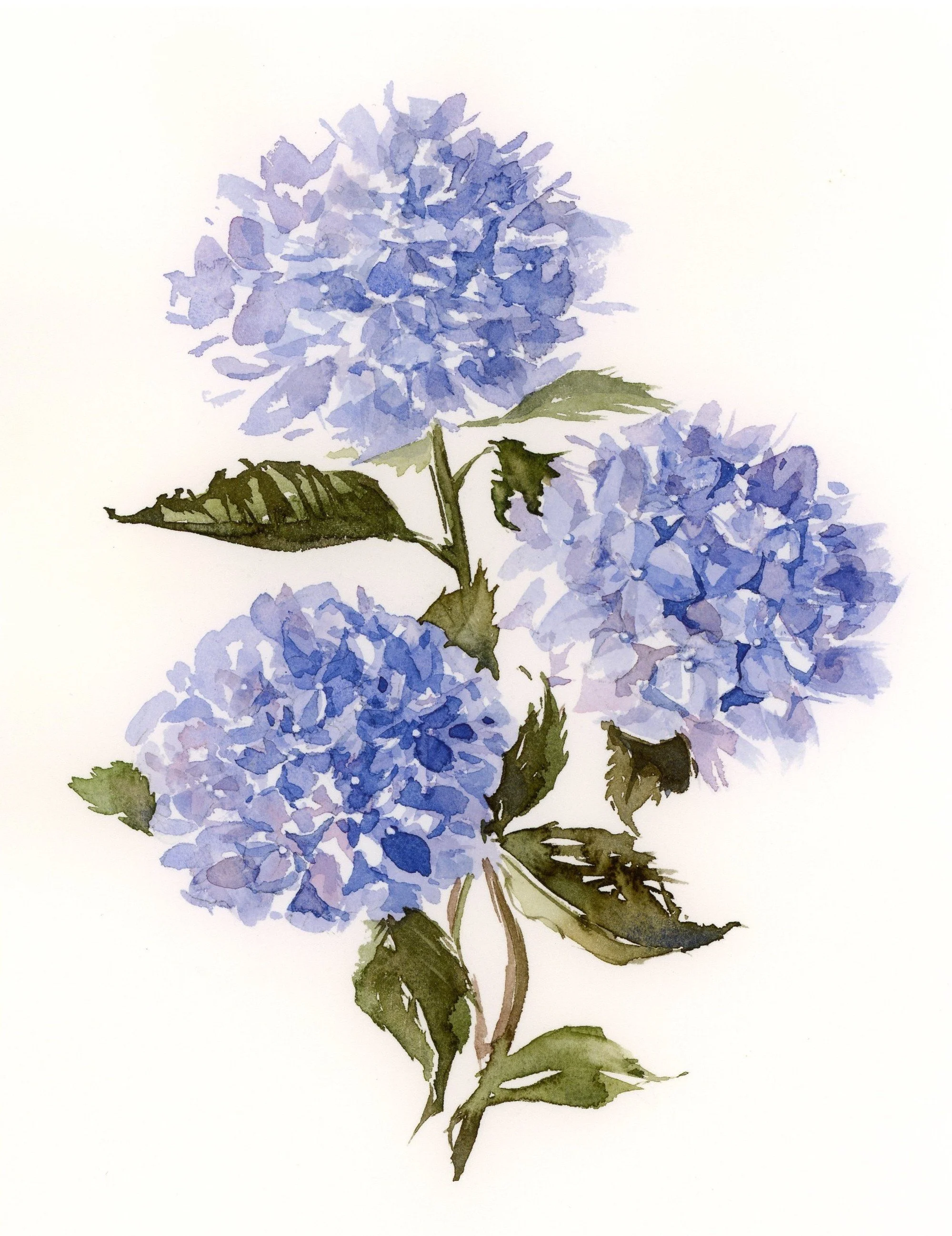 Hydrangea