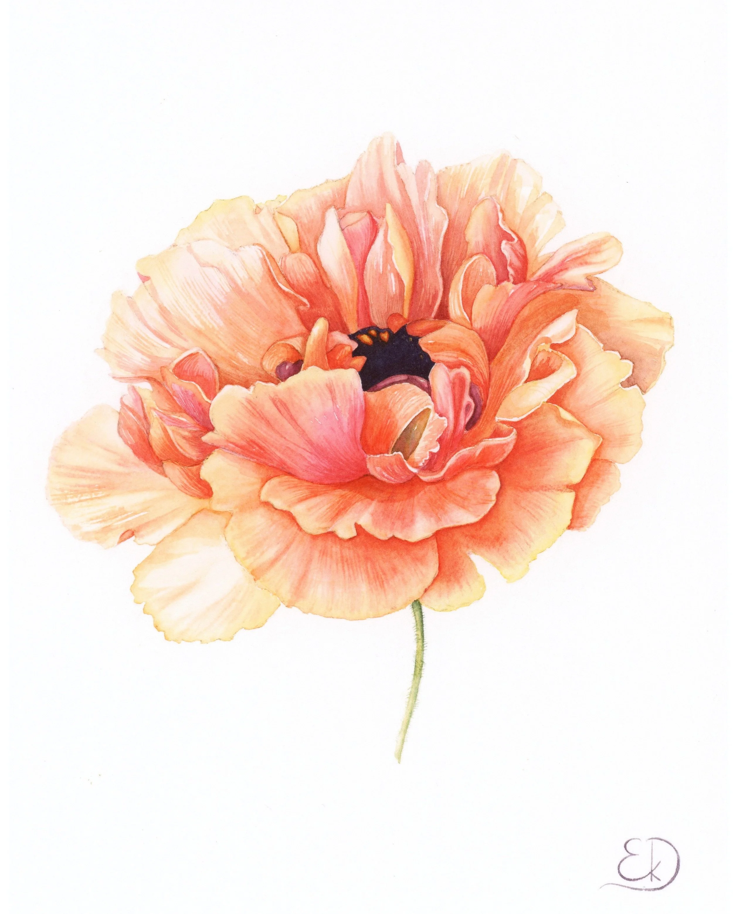 Ranunculus