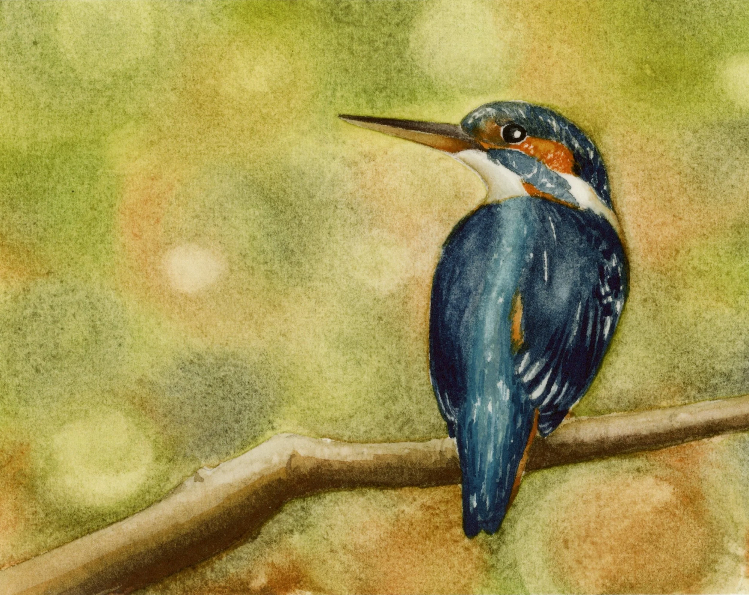 Kingfisher