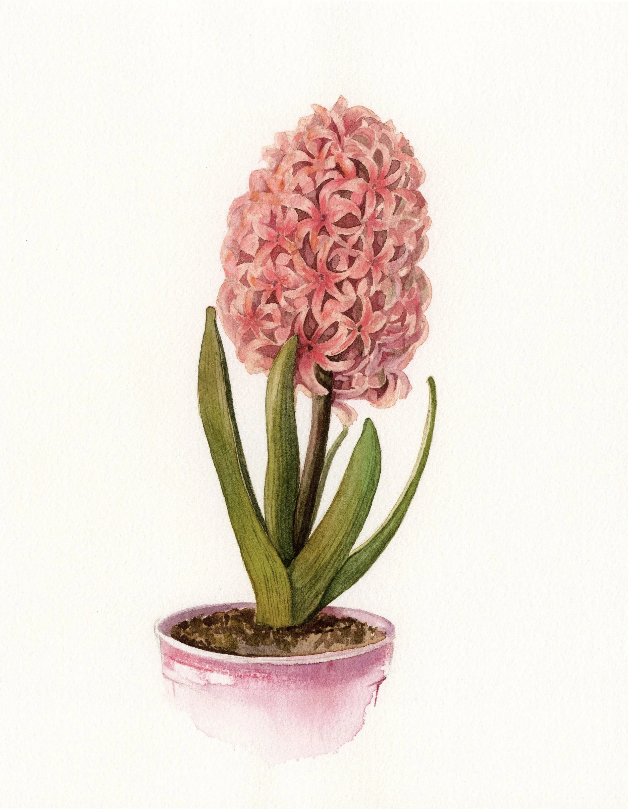 Hyacinth