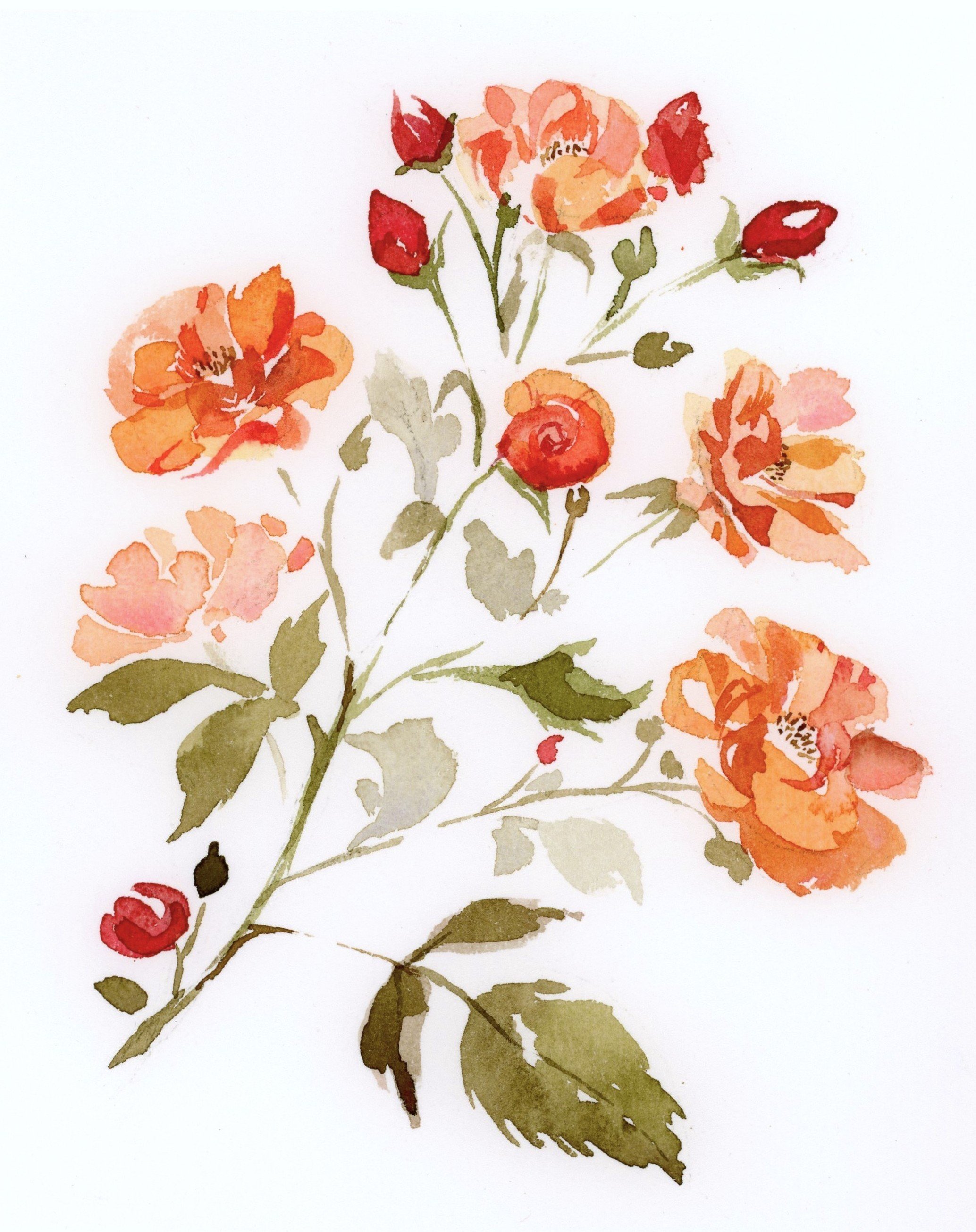 Cabella roses