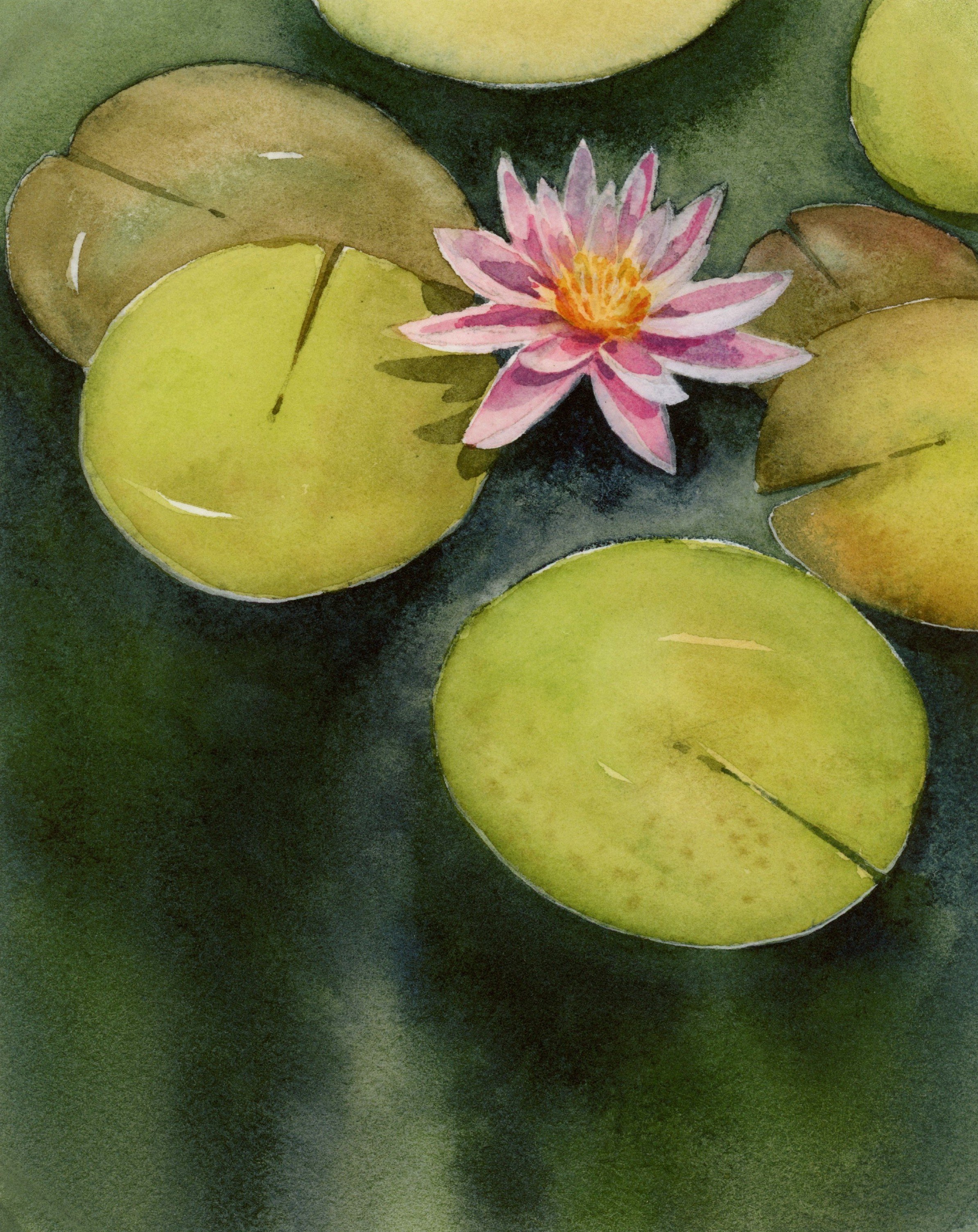 Water lily #2