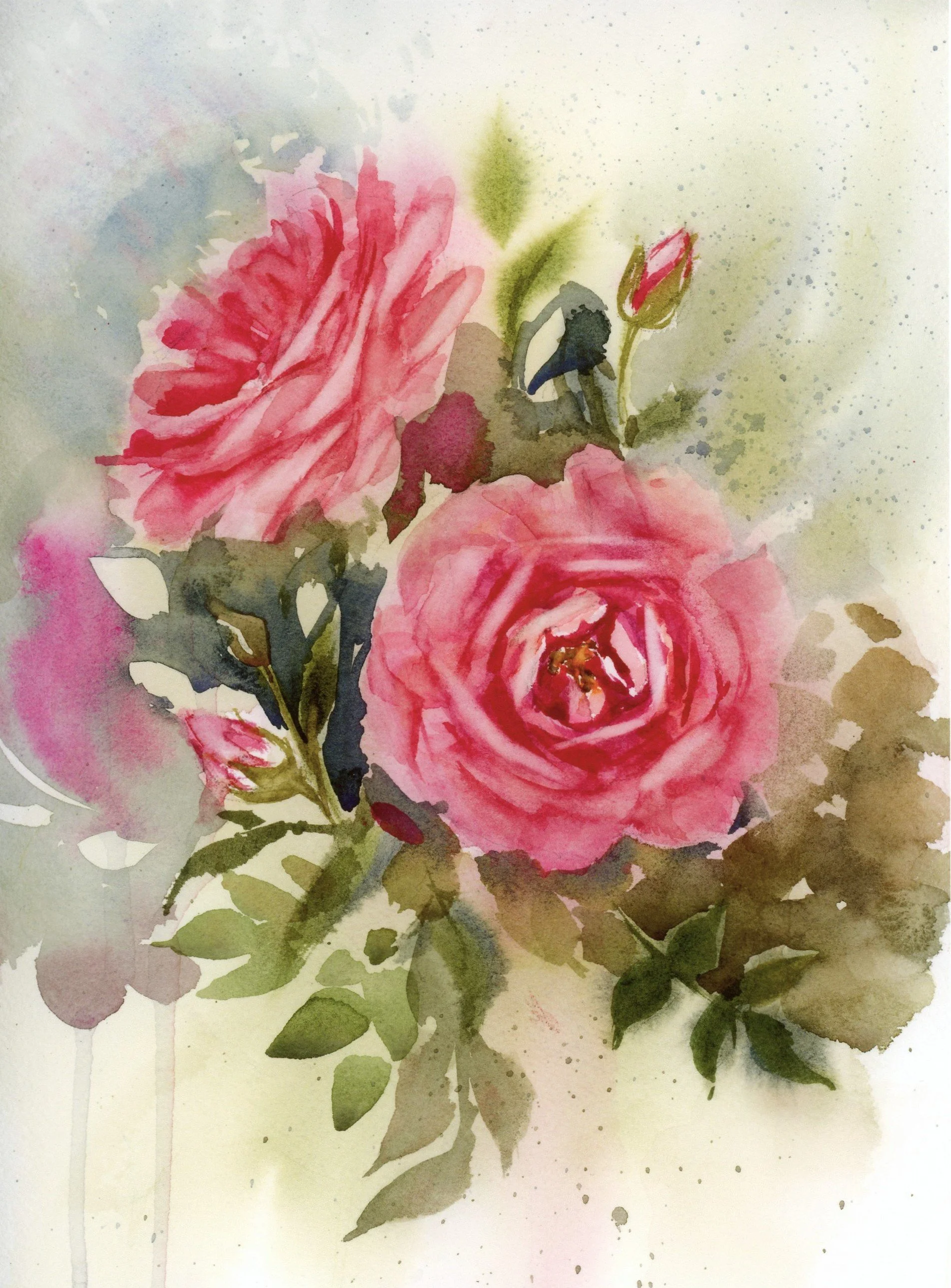 Garden roses