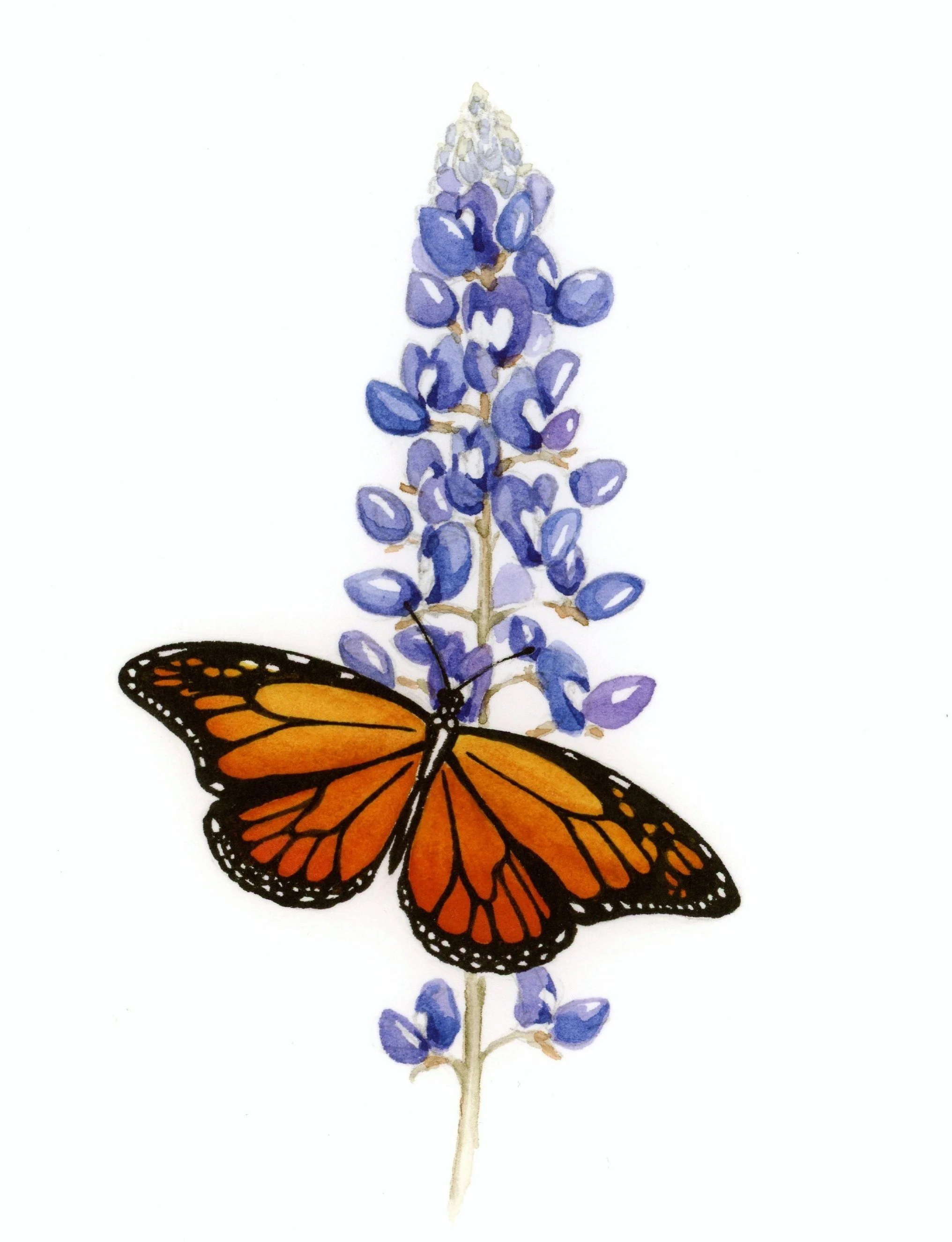Monarch on bluebonnet