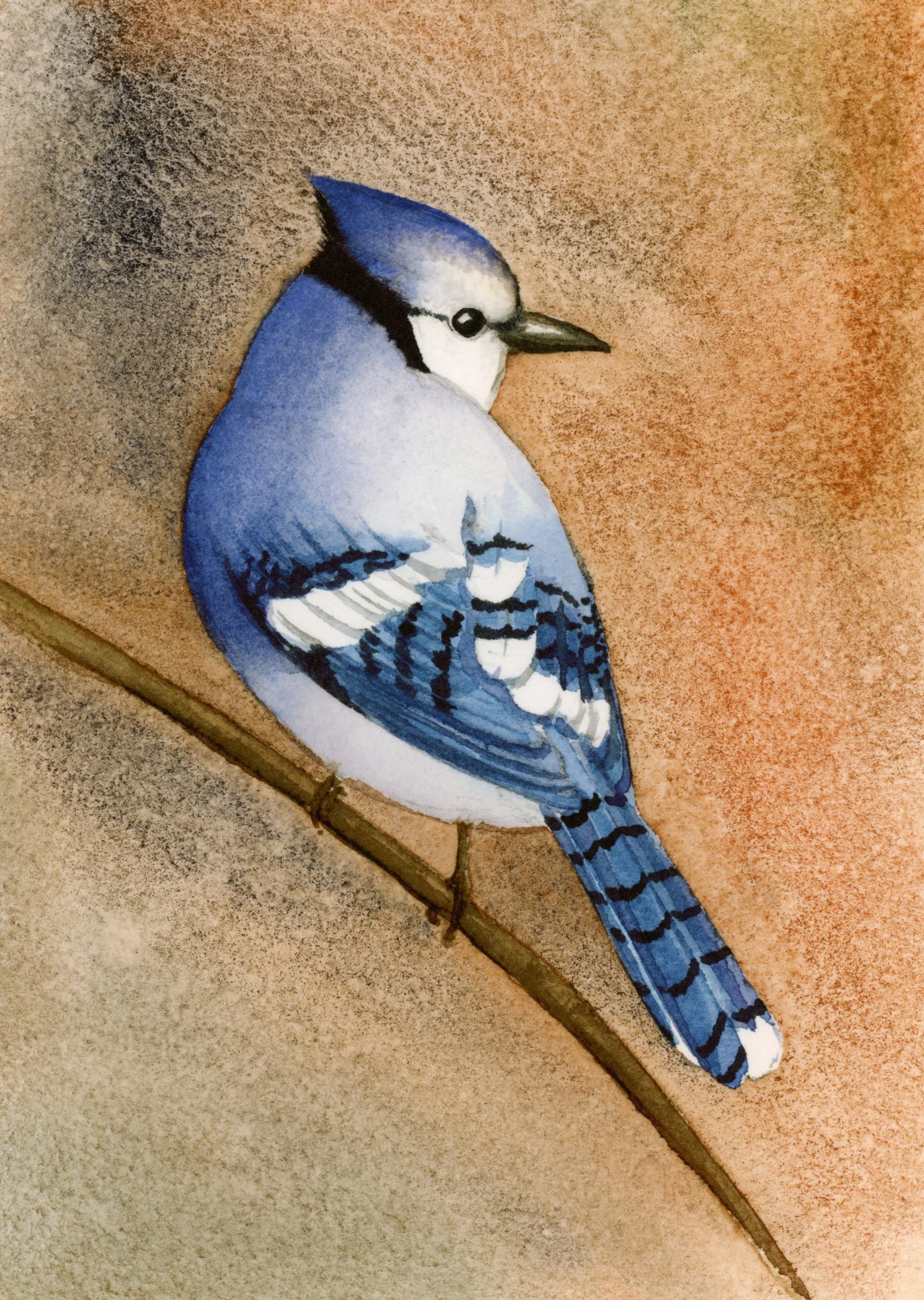 Blue Jay