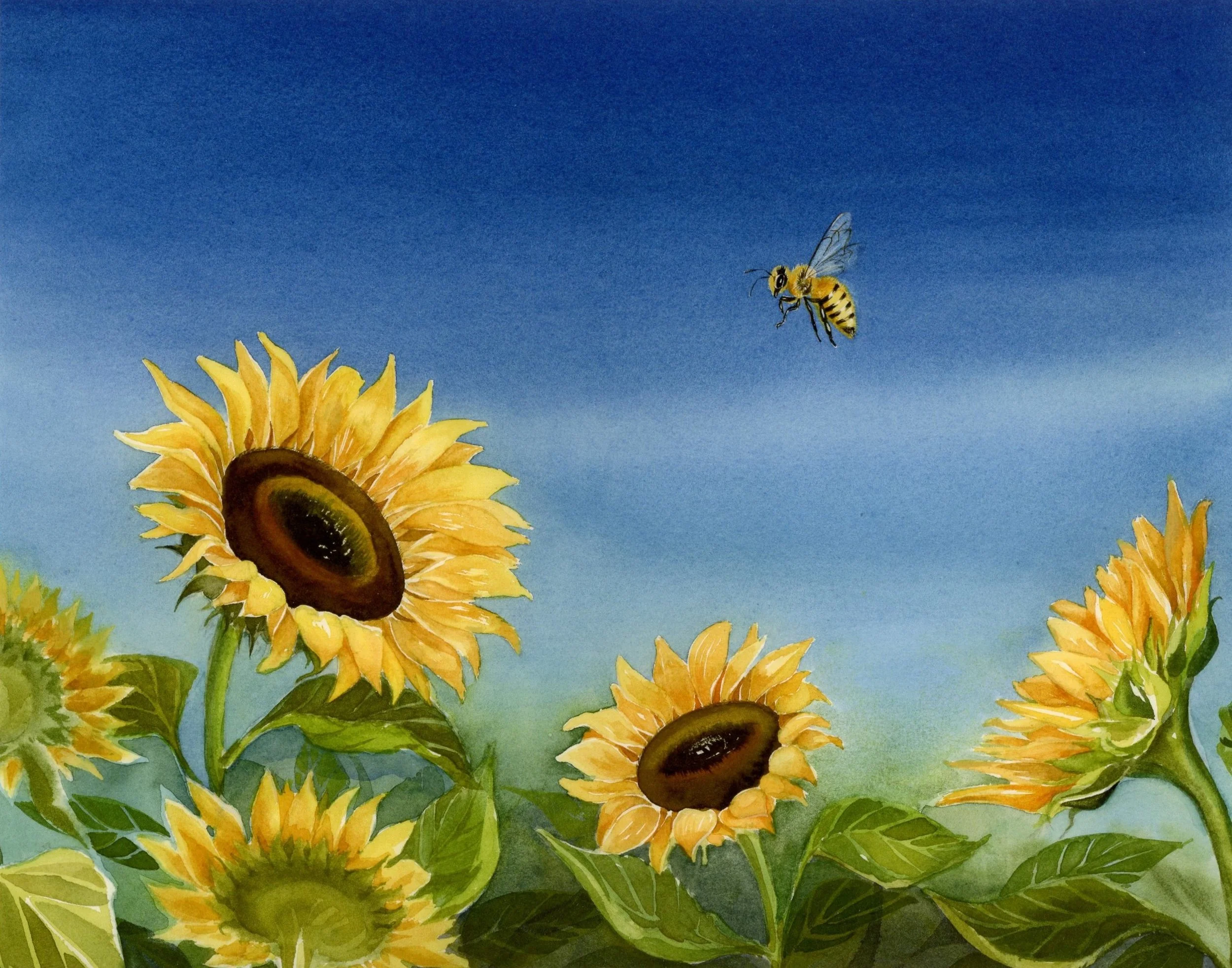 Bee and sunflowers