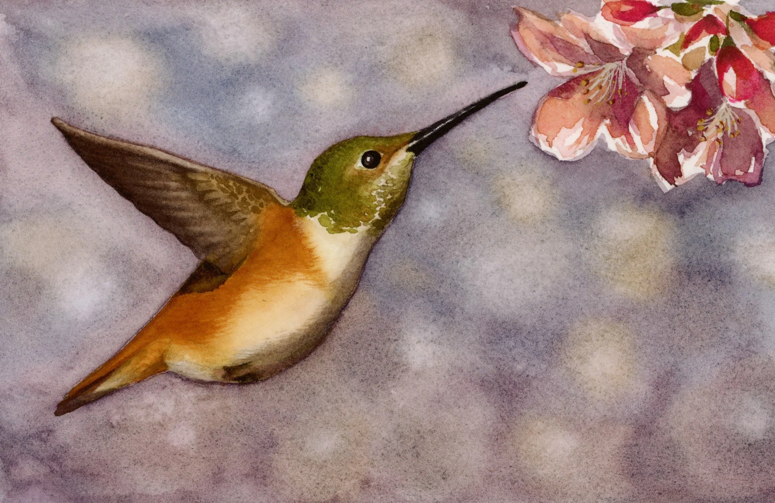 Hummingbird
