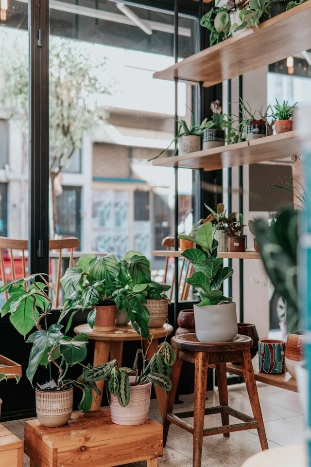 Potted plants on wooden shelves inside a small plant shop