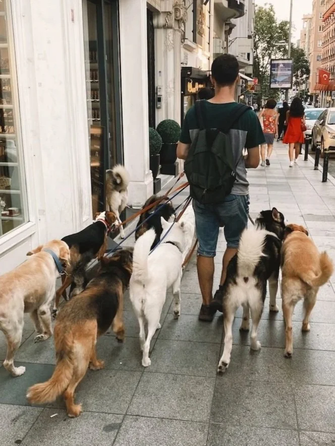 A dog walker leading a pack of dogs down a busy city street