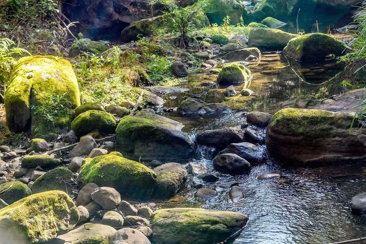 A peaceful forest stream with moss-covered rocks and lush greenery along the banks.