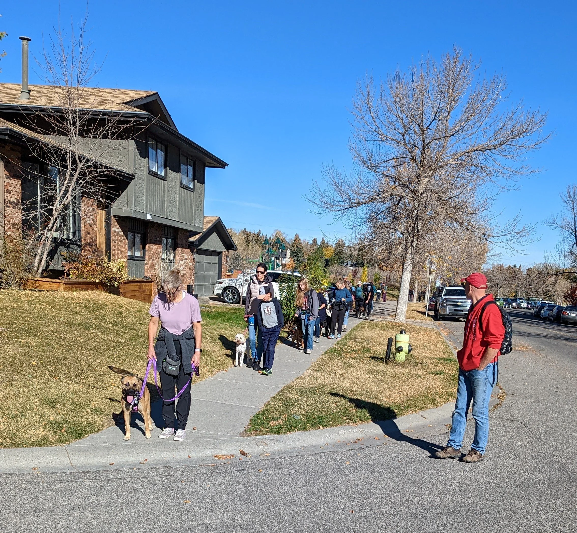 A group of people walking dogs on a sidewalk in a neighborhood on a clear day with blue sky and bare trees.