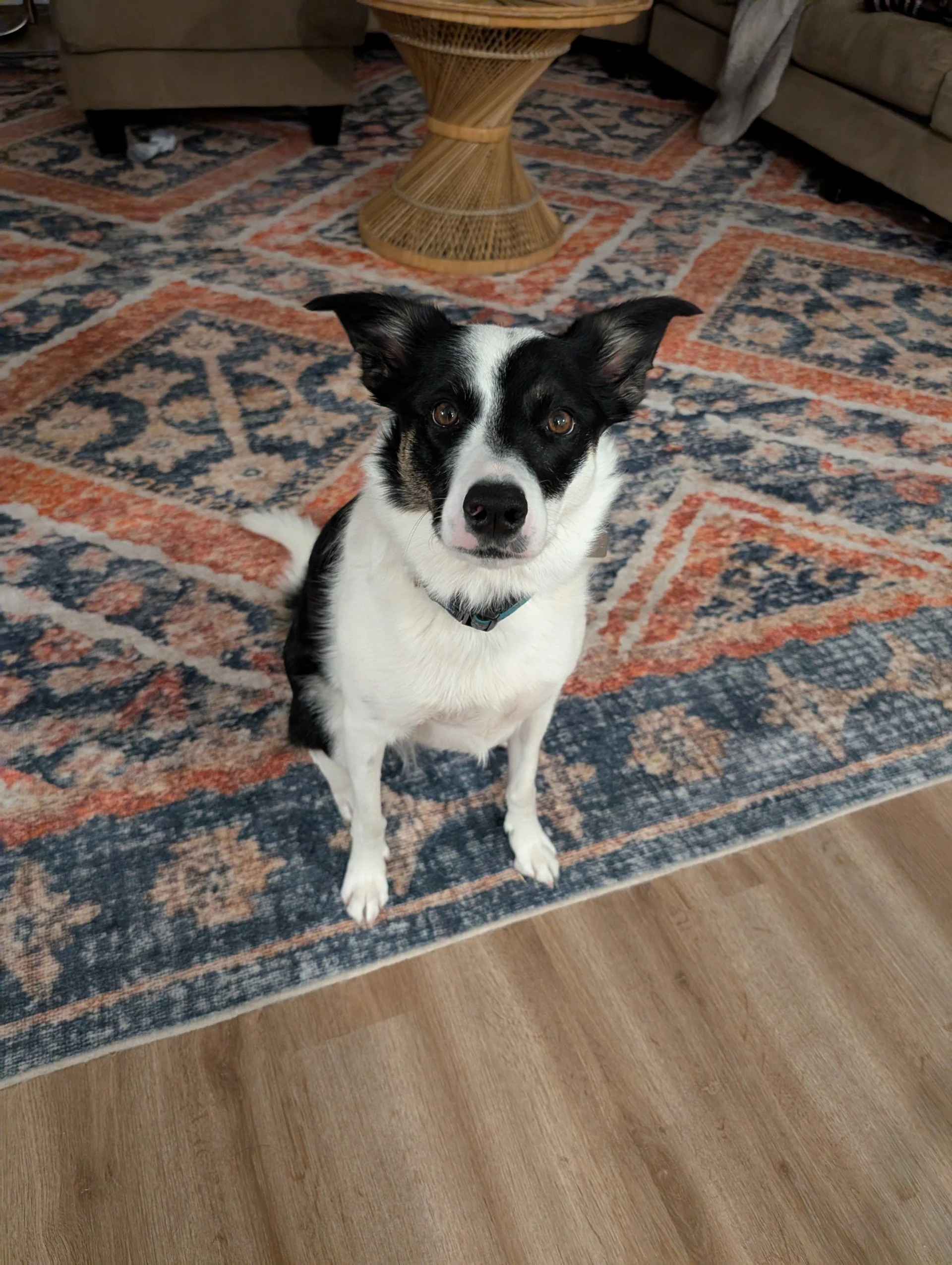 A black and white dog with pointy ears looking directly at the camera on a patterned area rug in a living room.