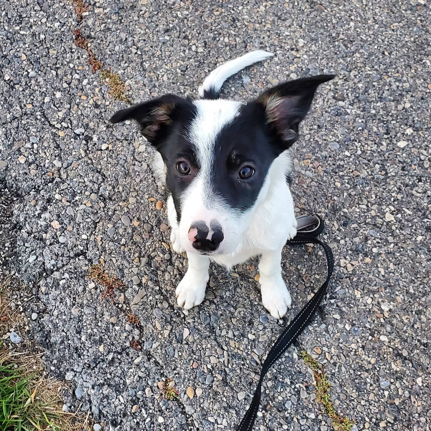 A black and white puppy sitting on a gravel path, looking up at the camera with its ears perked up.