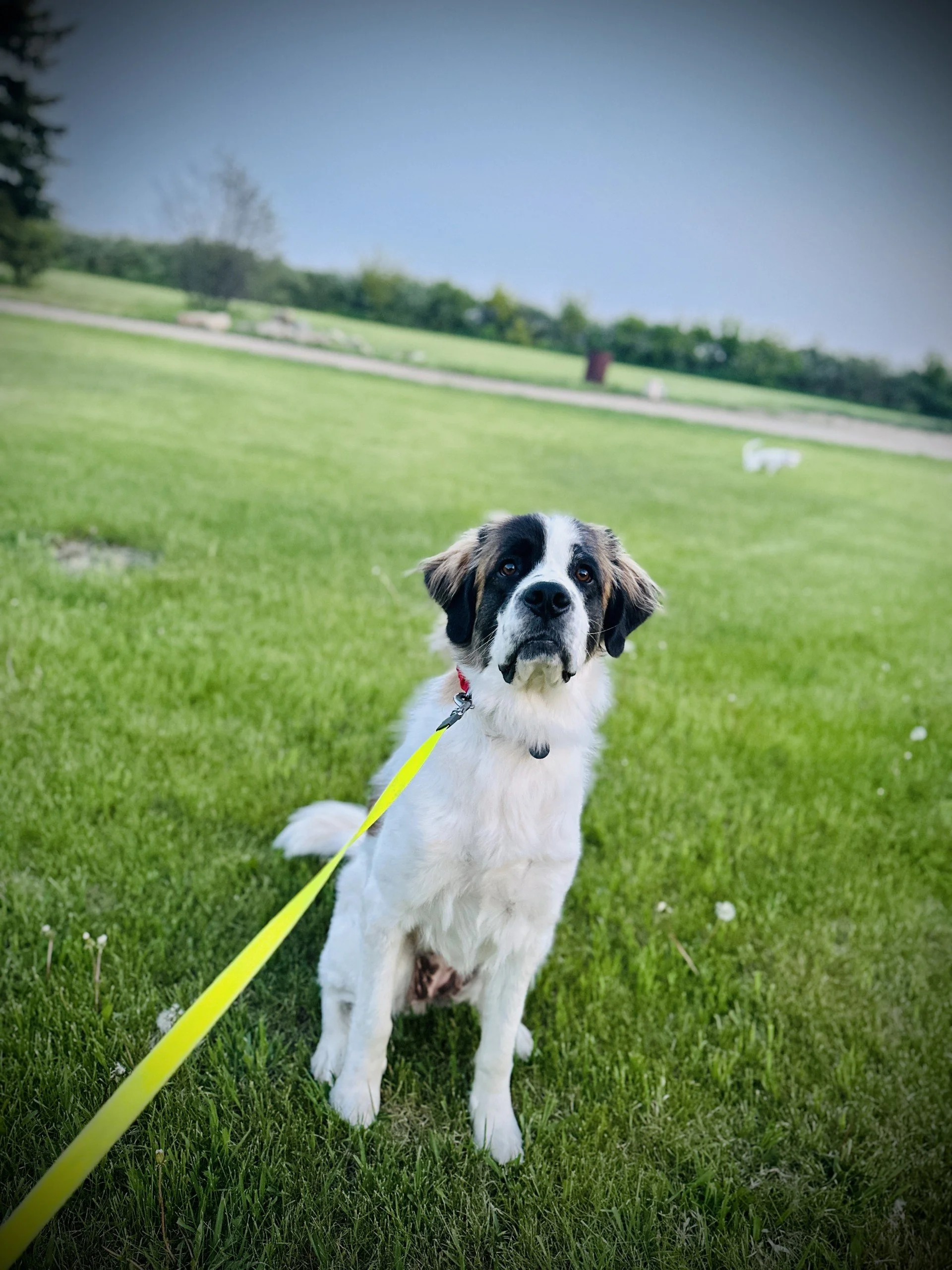 A black and white dog with brown eyes sitting on the green grass in a park. The dog is on a yellow leash and looking at the camera. There are trees and a cloudy sky in the background.