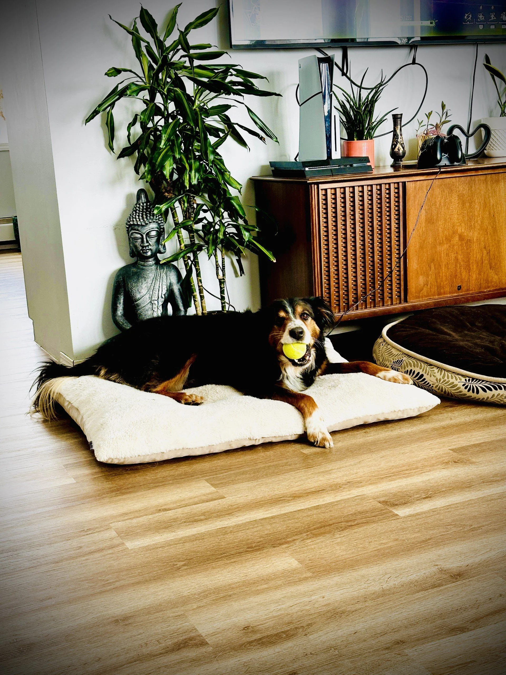 A dog with a tennis ball in its mouth lying on a dog bed. Behind it, there is a wooden cabinet with plants, decorative items, and electronic devices on top, and a computer monitor mounted on the wall. There is a Buddha statue next to a plant on the l