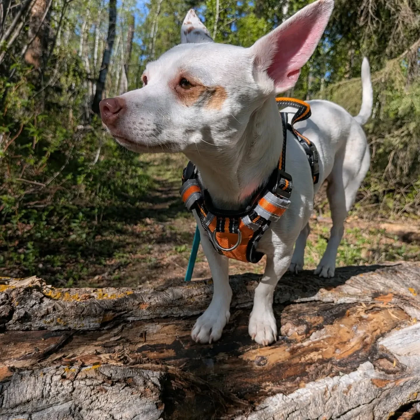 Small dogs are still dogs. 🐾

Their size does not mean they need less training, exercise, enrichment, or structure. Small dogs still require physical activity, mental stimulation, biological outlets, and opportunities to make appropriate choices.

W