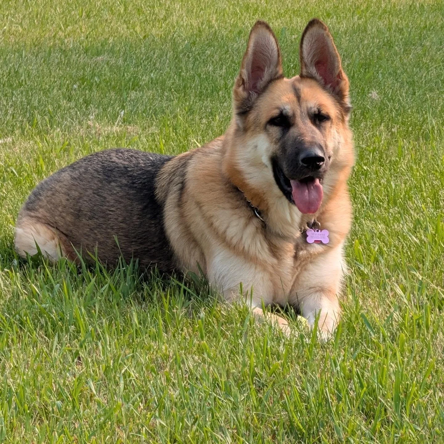 This beautiful girl recently joined our boarding program and we worked on her social skills. She had not interacted with other dogs since her adoption as she struggles with leash reactivity and prey drive behaviours. Needless to say, it went well, we