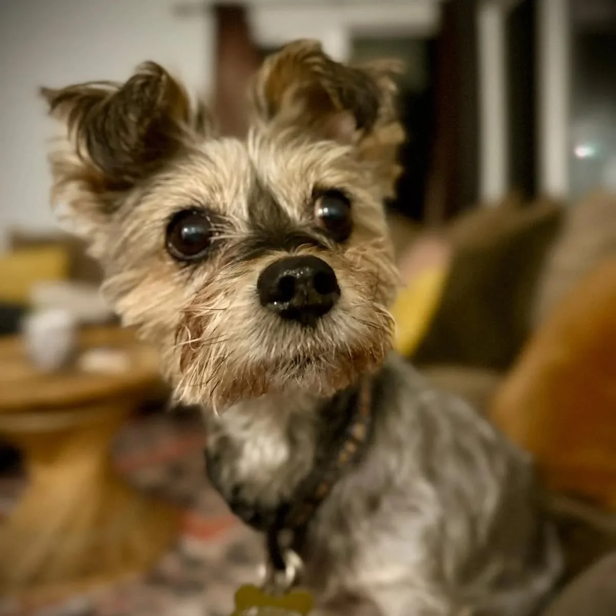 This little man is a week into his board and train. Mighty things come in small packages 🐾