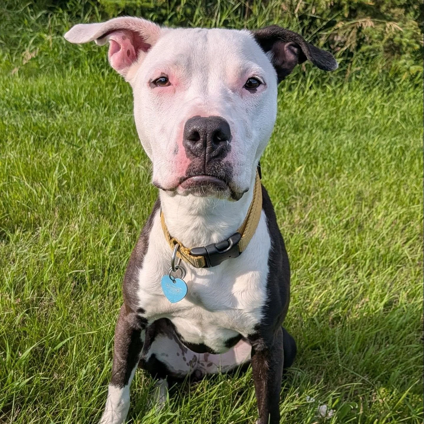 This young lady has been staying with us to work on her social skills and her struggles with resource guarding ❤️