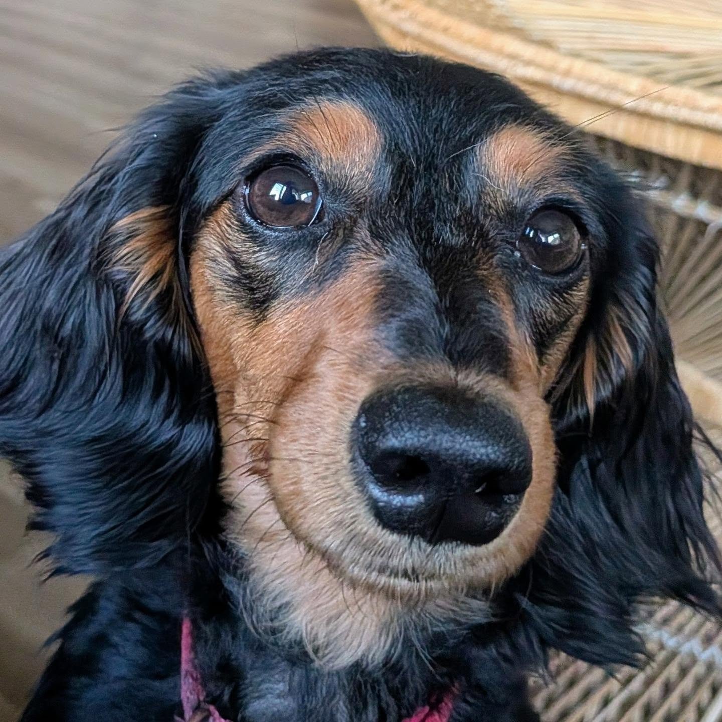 Our latest house guest...little weiner ❤️❤️🐶