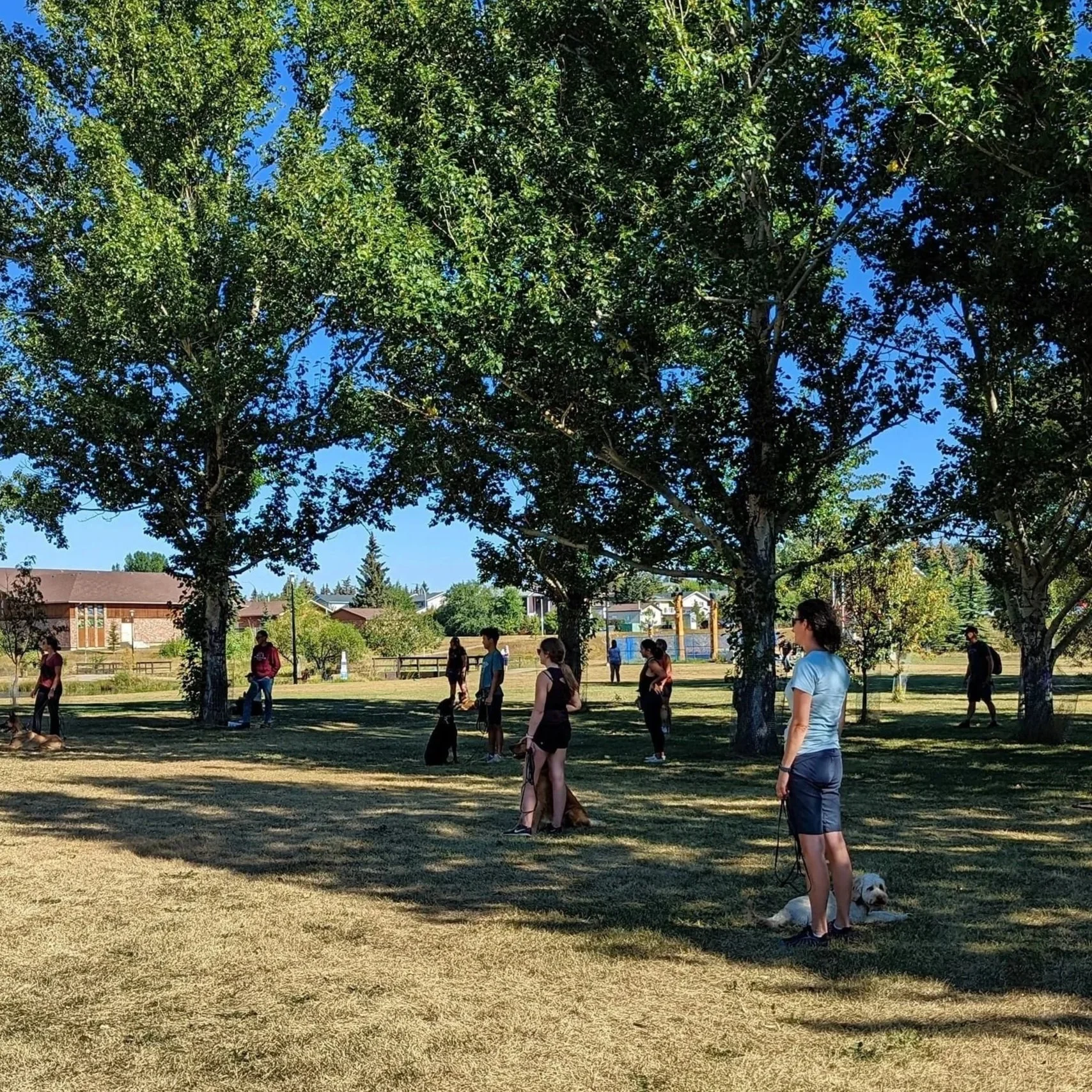 People and dogs in a park under large trees on a sunny day.