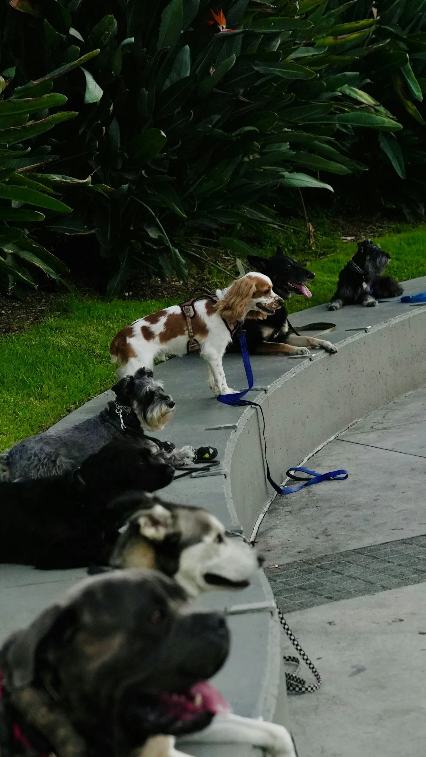 Group of dogs sitting and lying on a curved concrete bench outdoors, surrounded by green plants and grass, some leashed, with a walking path nearby.